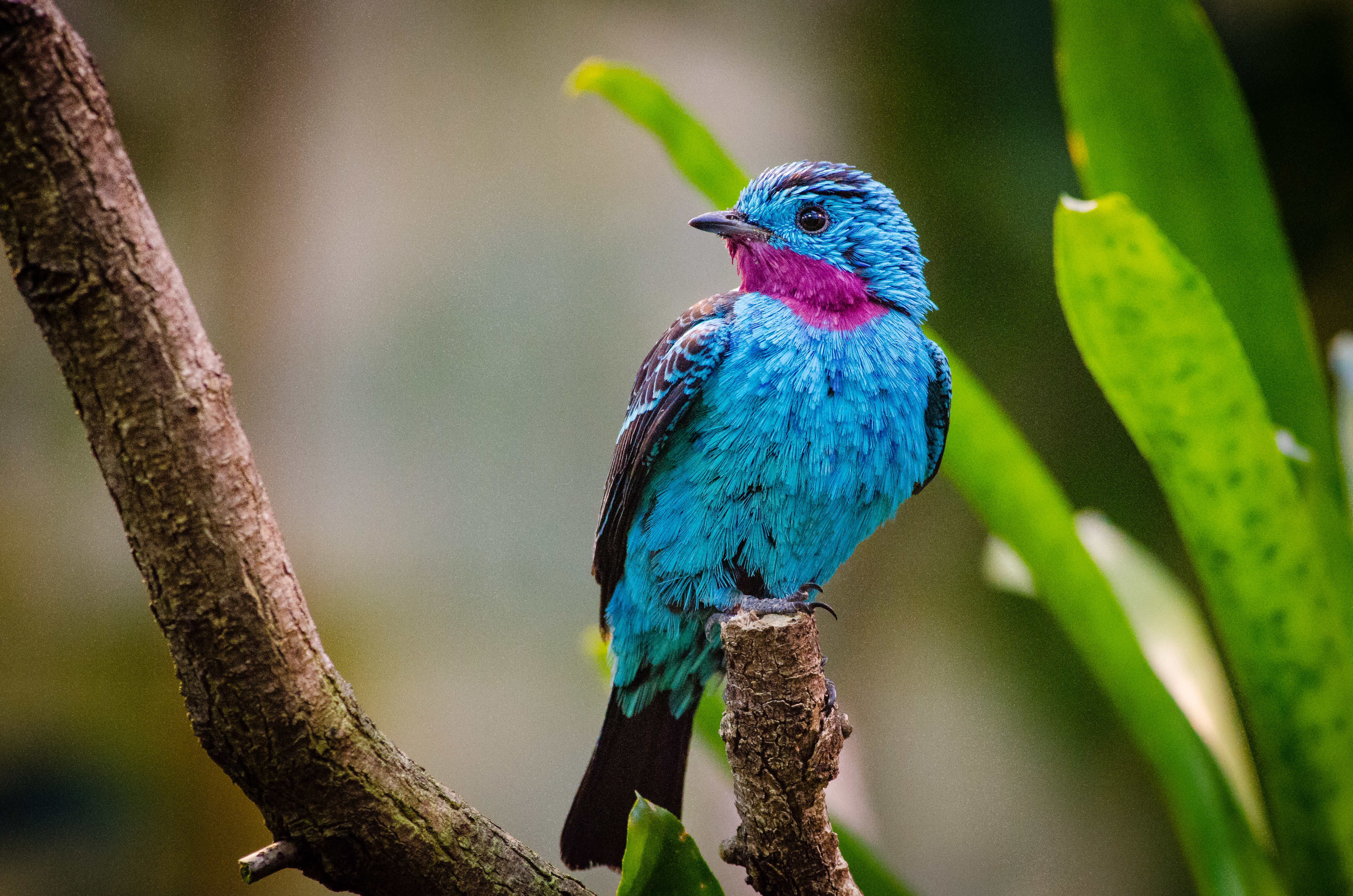 Free download high resolution image - free image free photo free stock image public domain picture -Spangled cotinga blue bird Cotinga cayana