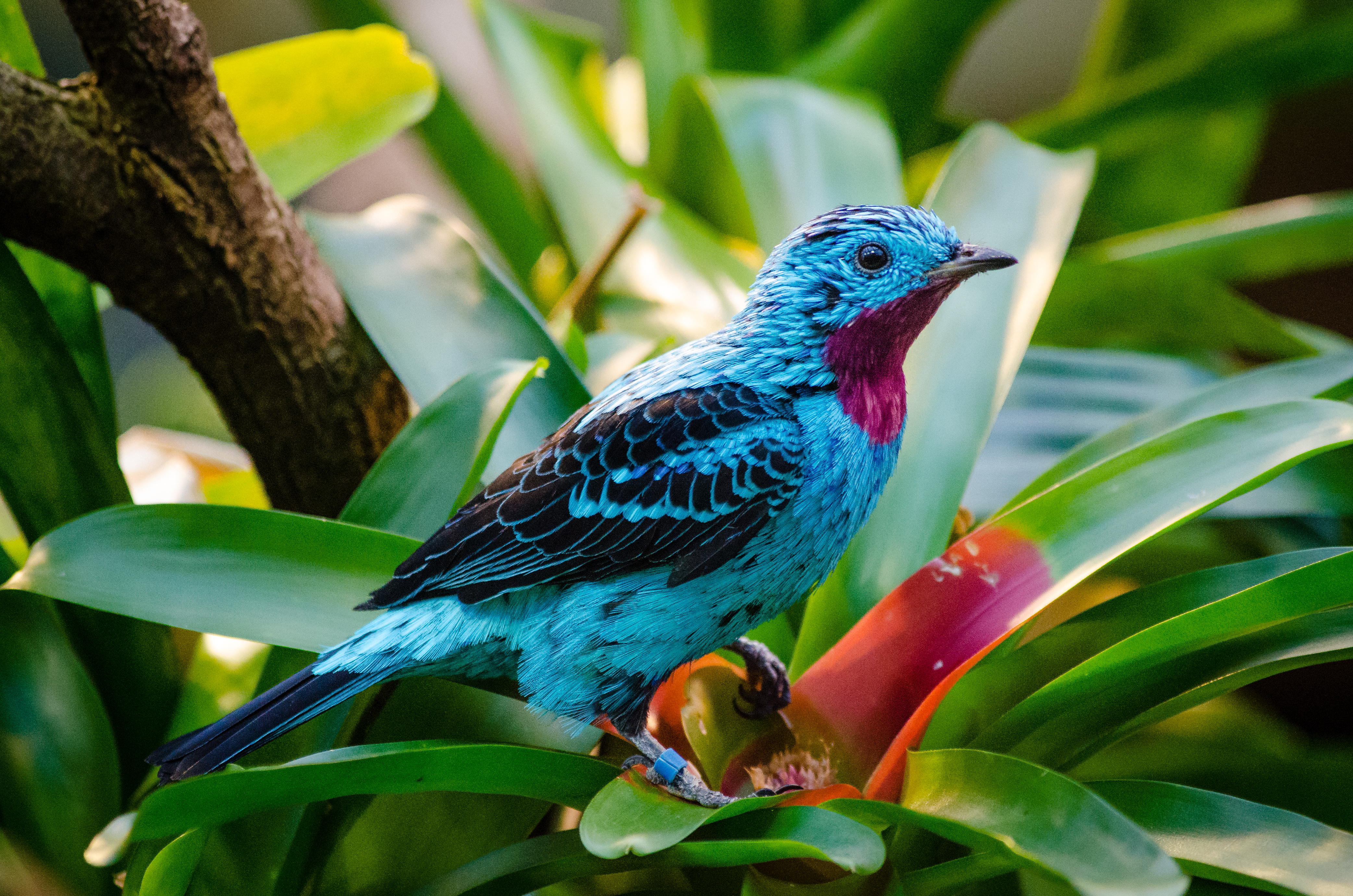 Free download high resolution image - free image free photo free stock image public domain picture -Spangled cotinga blue bird Cotinga cayana