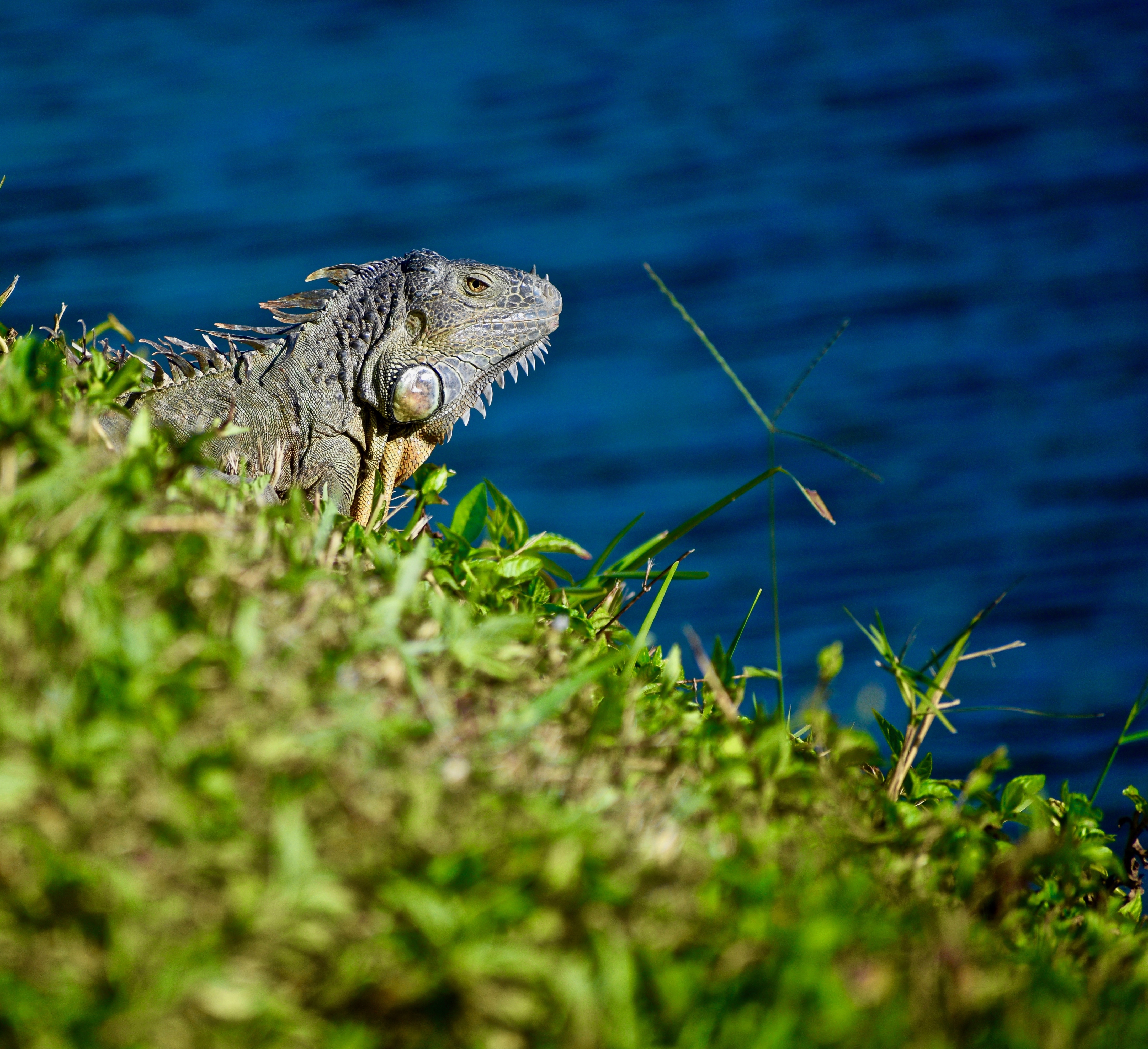 Free download high resolution image - free image free photo free stock image public domain picture -Iguana walks along the ocean, Miami, FL