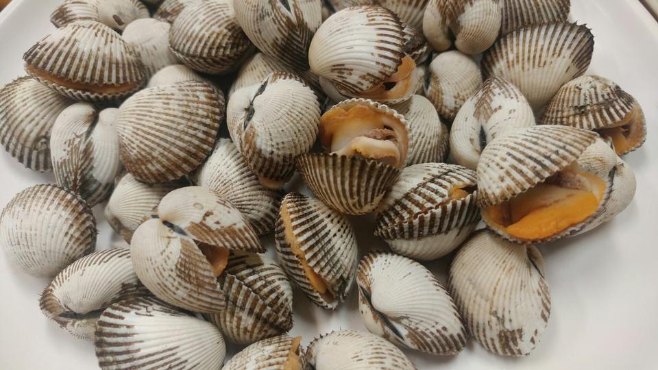 Free download high resolution image - free image free photo free stock image public domain picture  Blood cockle , shell seafood for tropical