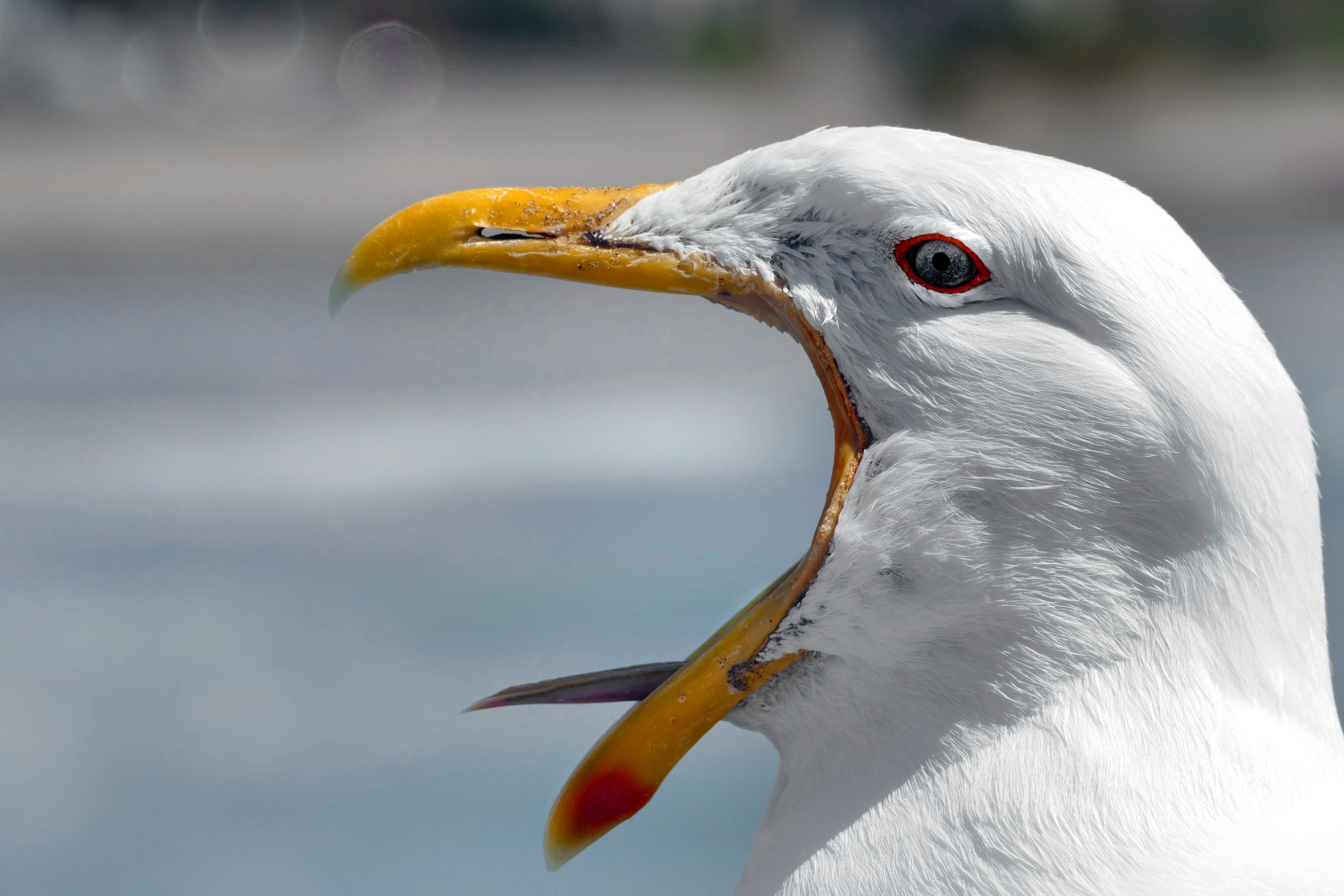 Free download high resolution image - free image free photo free stock image public domain picture -An adult Silver Gull calling