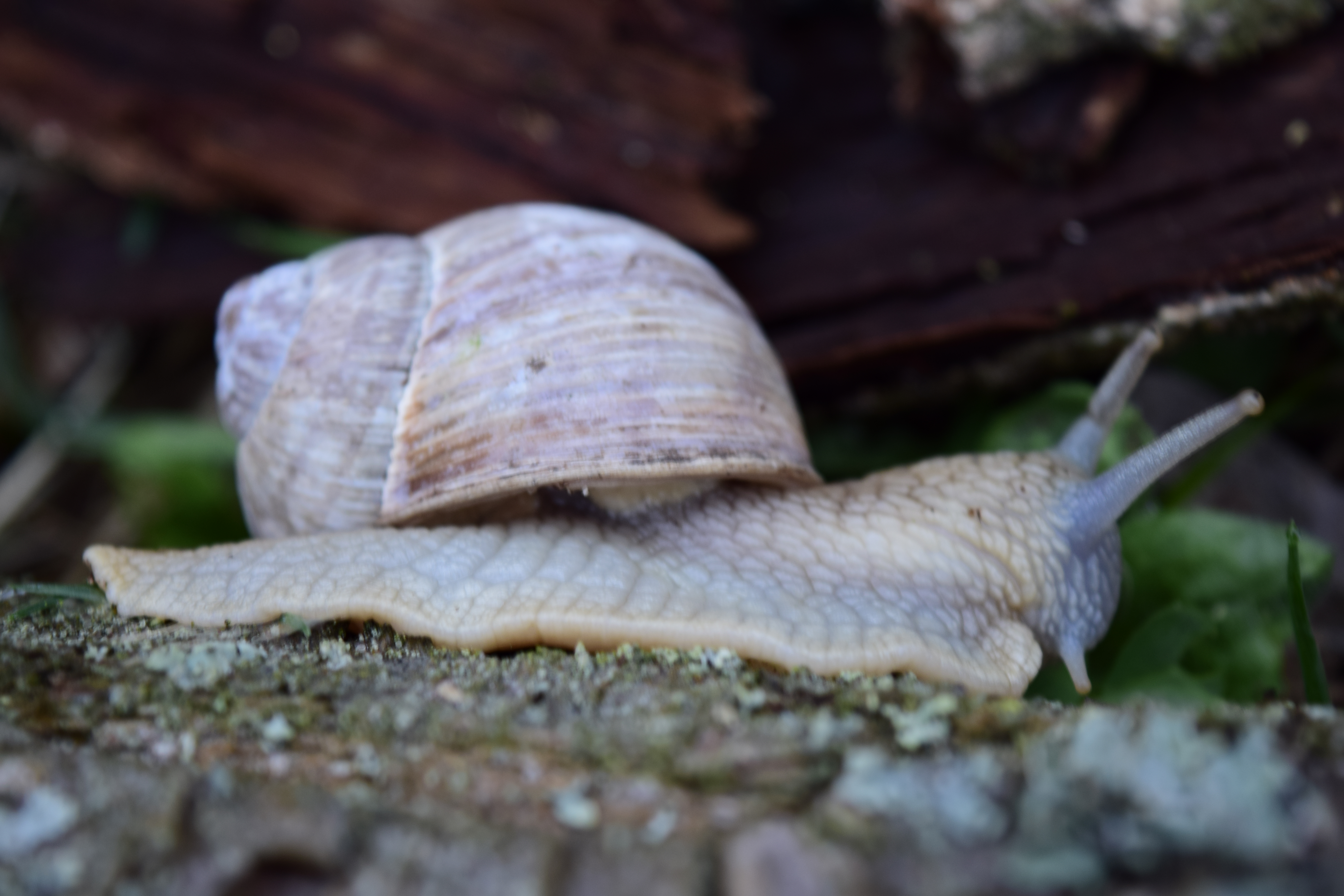 Free download high resolution image - free image free photo free stock image public domain picture -snail