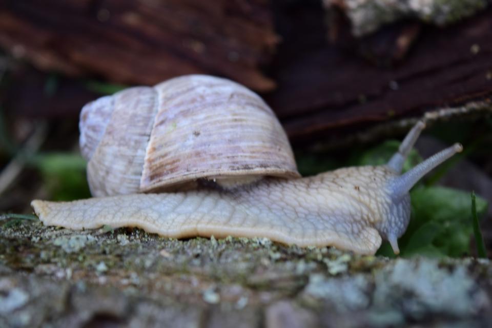 Free download high resolution image - free image free photo free stock image public domain picture  snail