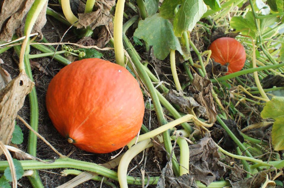 Free download high resolution image - free image free photo free stock image public domain picture  vegetable pumpkin