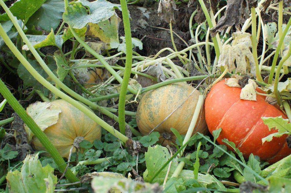 Free download high resolution image - free image free photo free stock image public domain picture  vegetable pumpkin