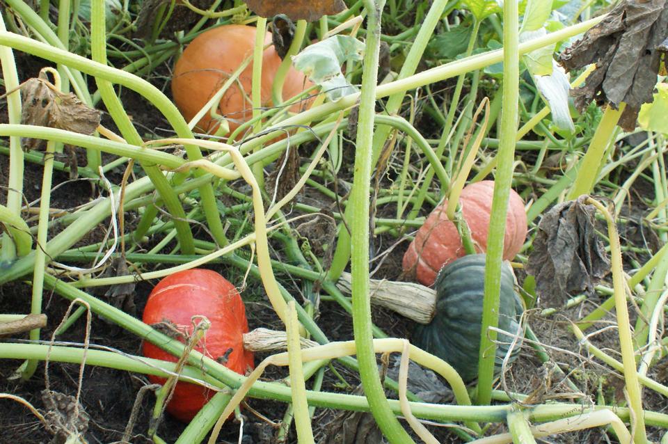 Free download high resolution image - free image free photo free stock image public domain picture  vegetable pumpkin