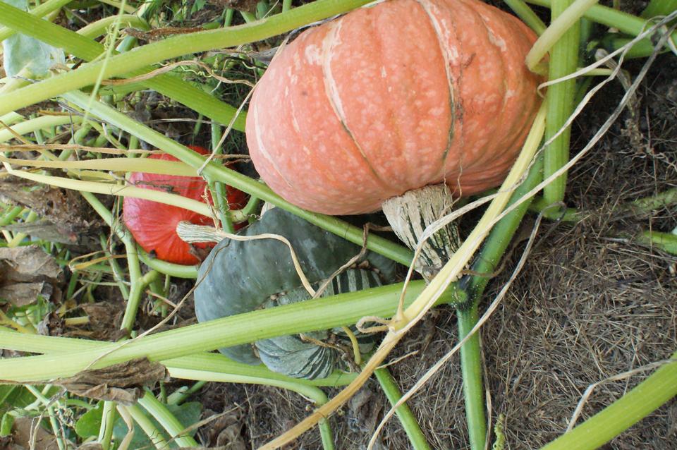 Free download high resolution image - free image free photo free stock image public domain picture  vegetable pumpkin