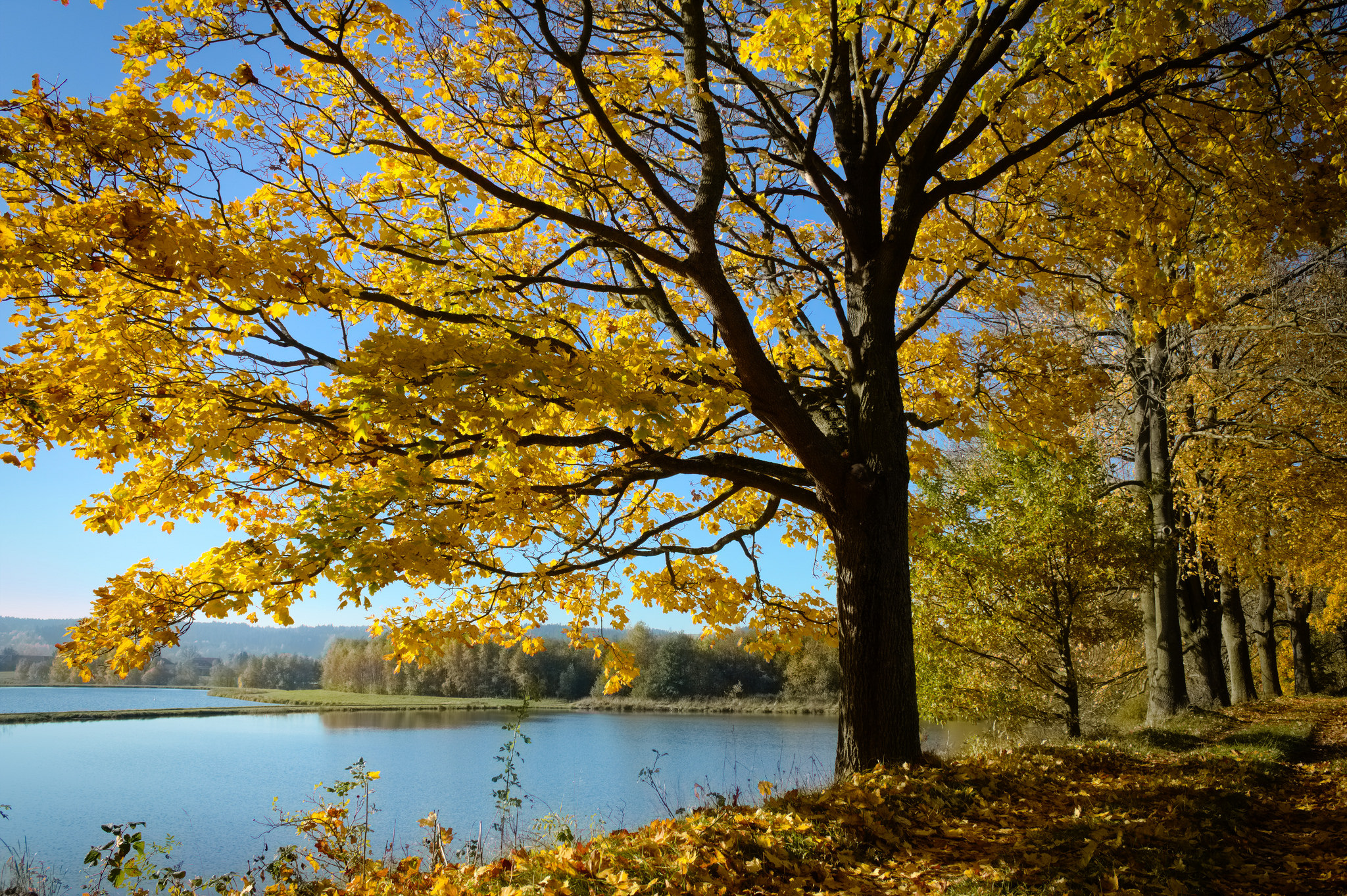 Free download high resolution image - free image free photo free stock image public domain picture -forest with pond in autumn