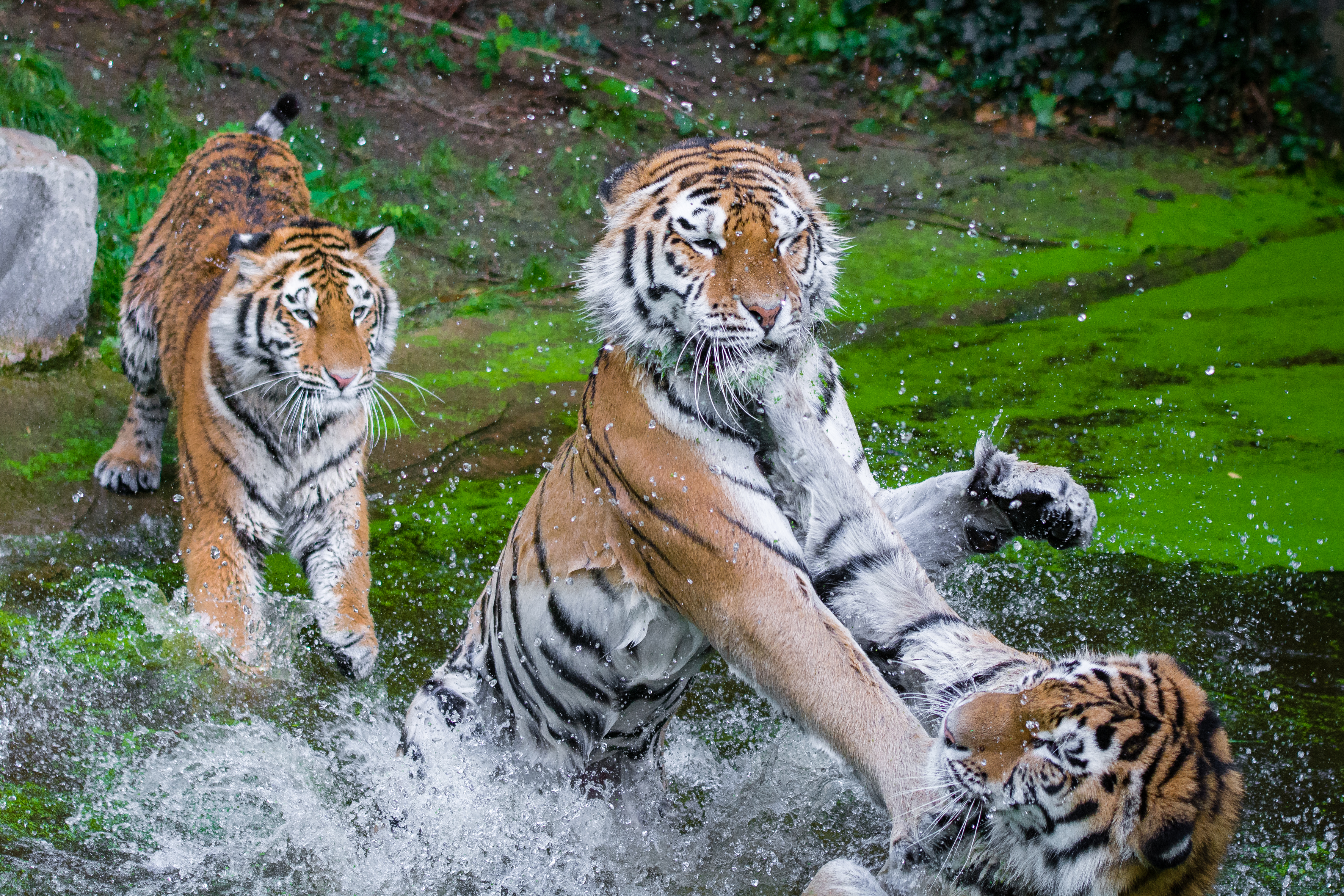 Free download high resolution image - free image free photo free stock image public domain picture -three cute Siberian tiger cubs