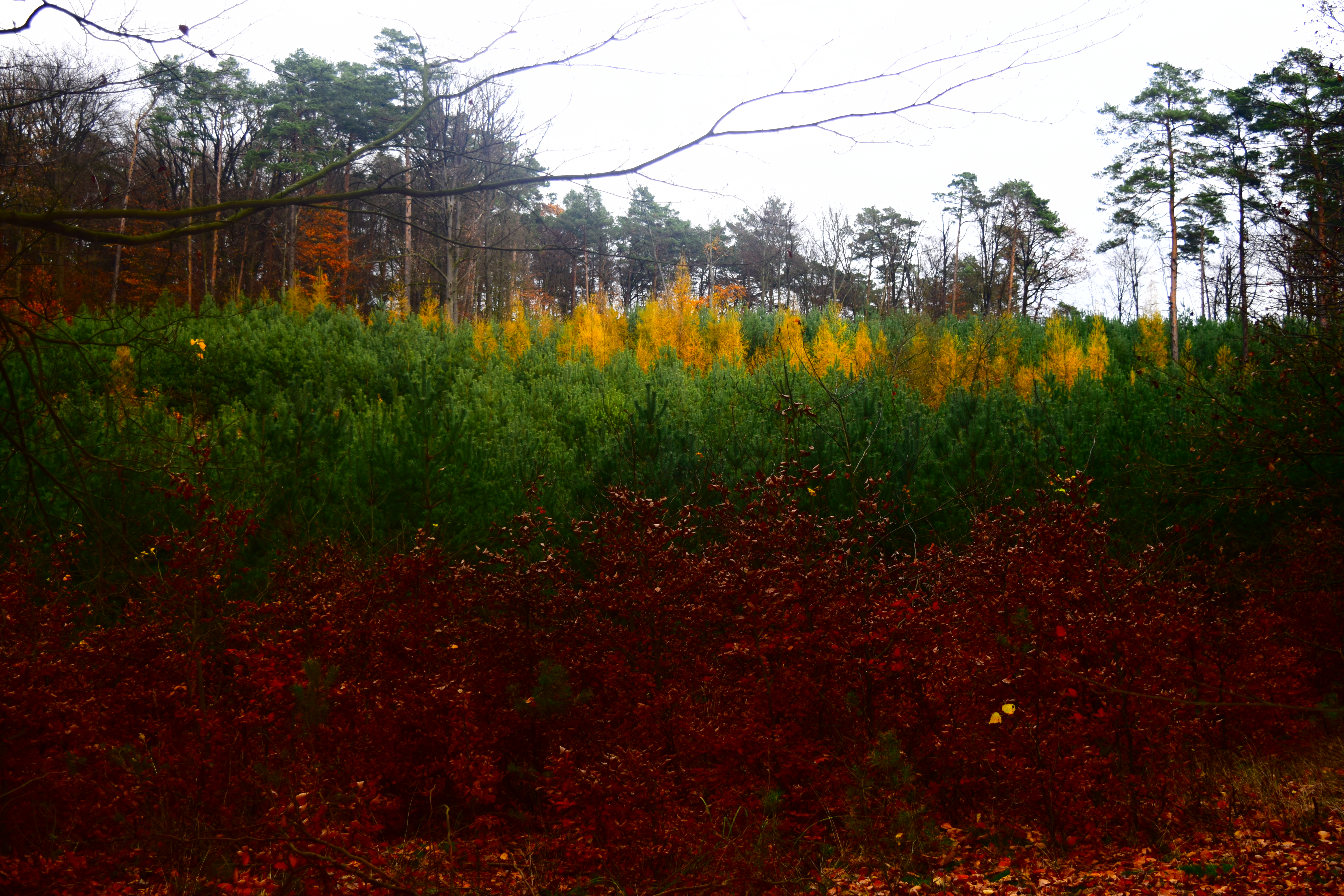 Free download high resolution image - free image free photo free stock image public domain picture -Three colors of autumn