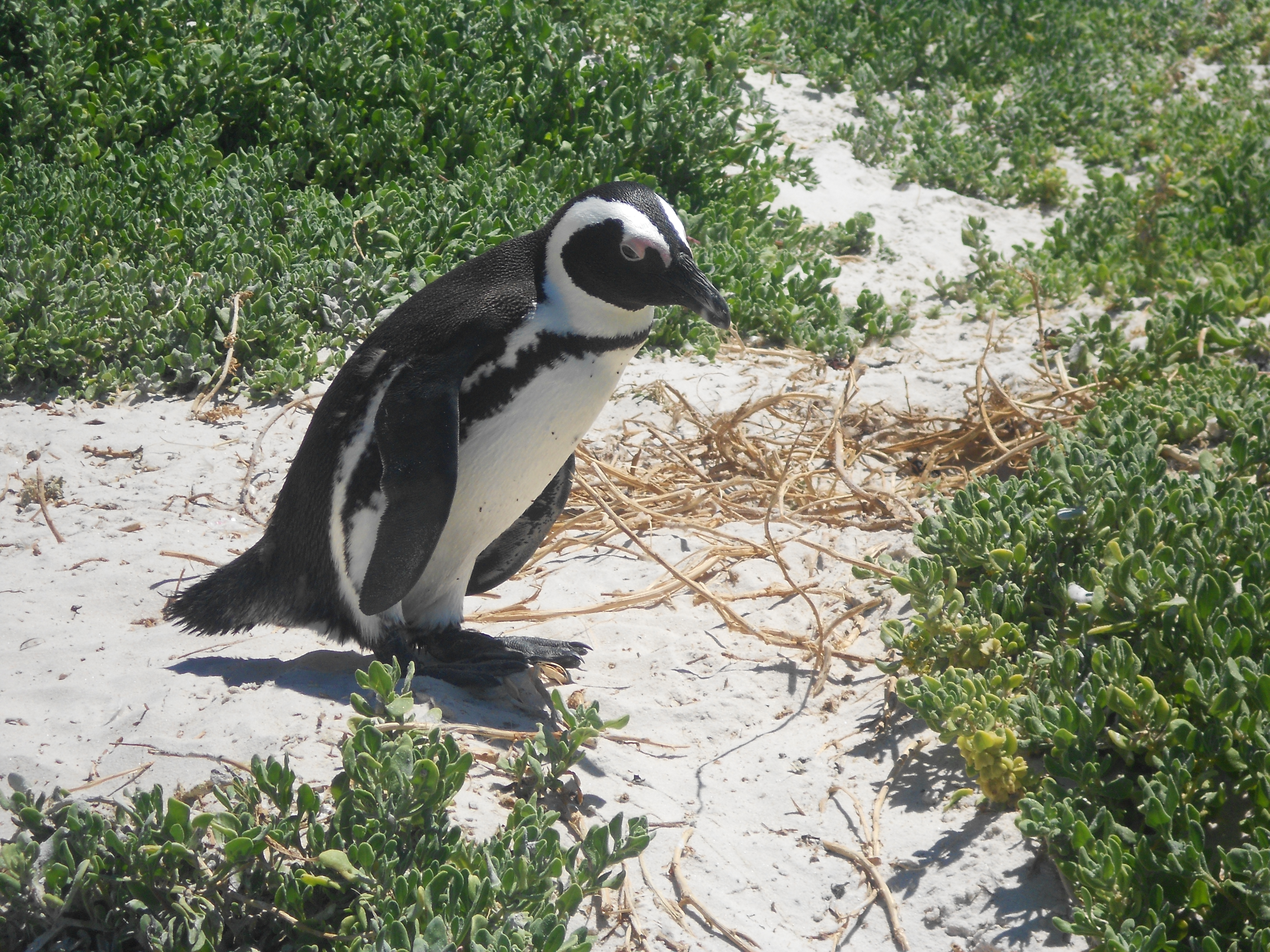 Free download high resolution image - free image free photo free stock image public domain picture -Boulder Beach Penguin