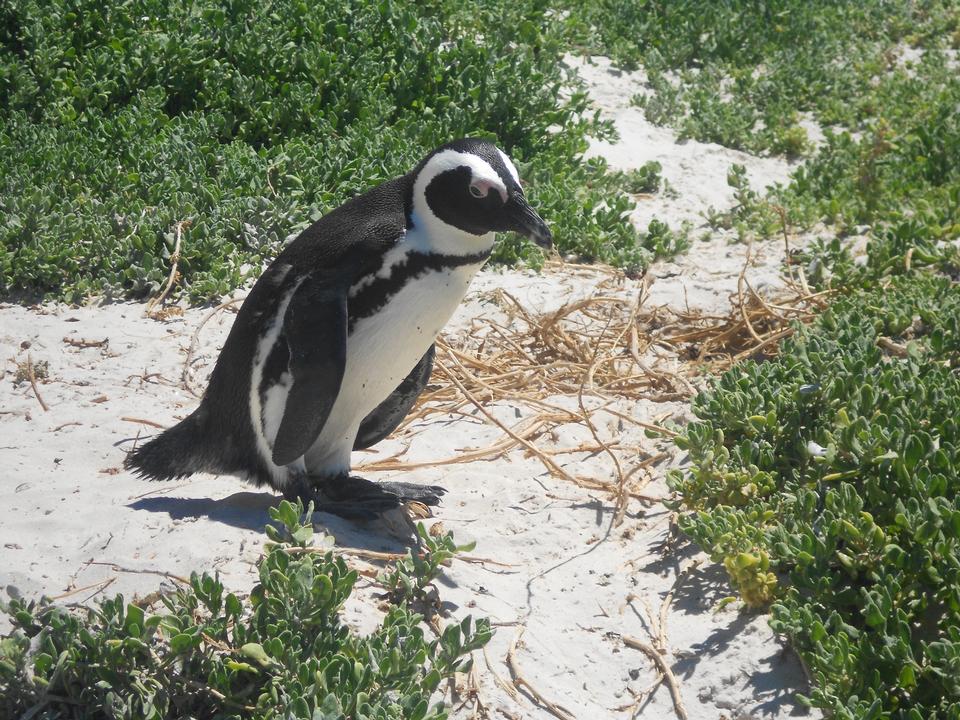 Free download high resolution image - free image free photo free stock image public domain picture  Boulder Beach Penguin