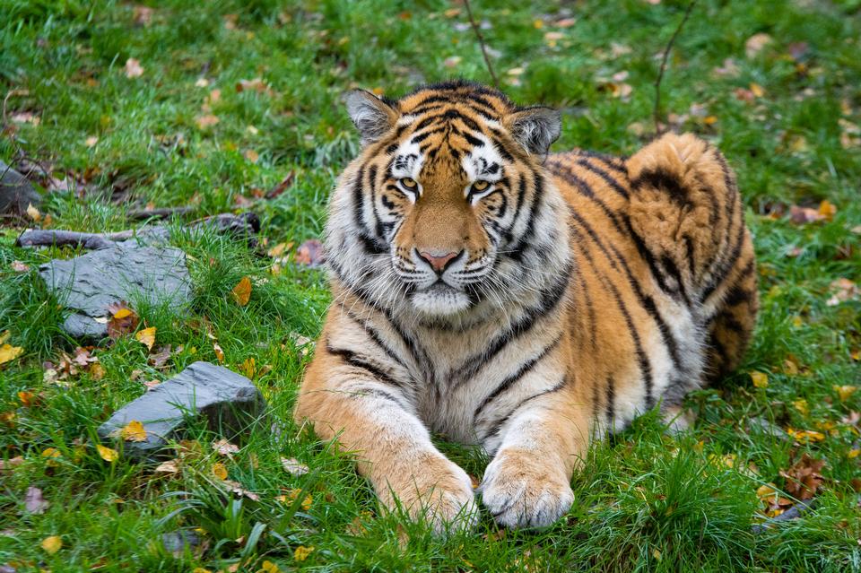 Free download high resolution image - free image free photo free stock image public domain picture  Siberian Tiger on the green grass