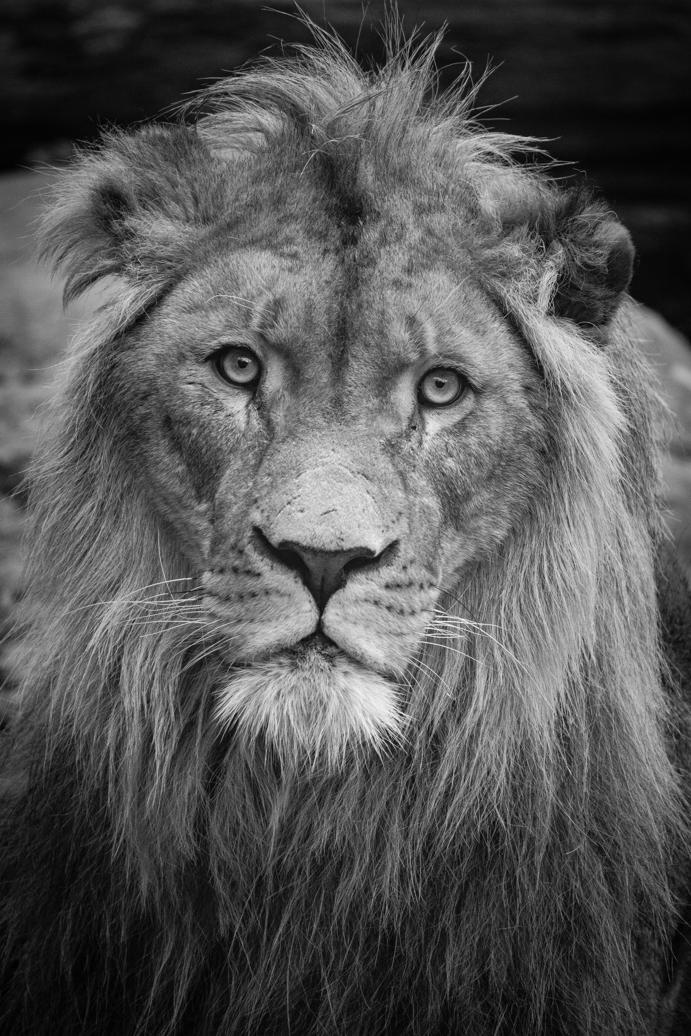 Free download high resolution image - free image free photo free stock image public domain picture -black and white portrait of Asiatic Lion