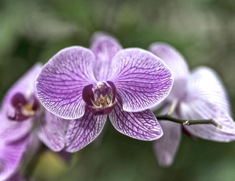 Free download high resolution image - free image free photo free stock image public domain picture  Pink orchid flower