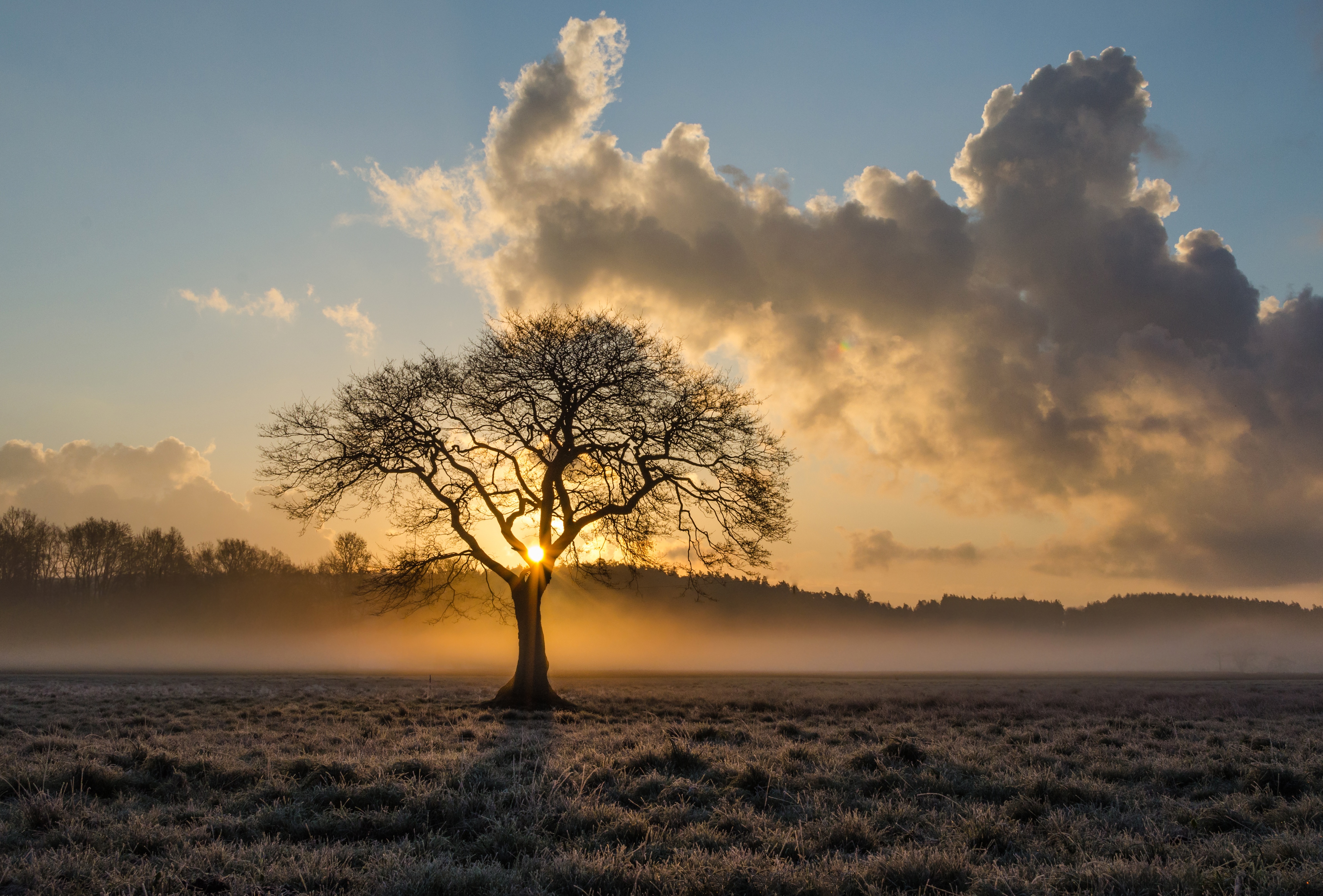 Free download high resolution image - free image free photo free stock image public domain picture -magical sunrise with tree