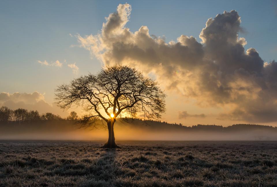 Free download high resolution image - free image free photo free stock image public domain picture  magical sunrise with tree