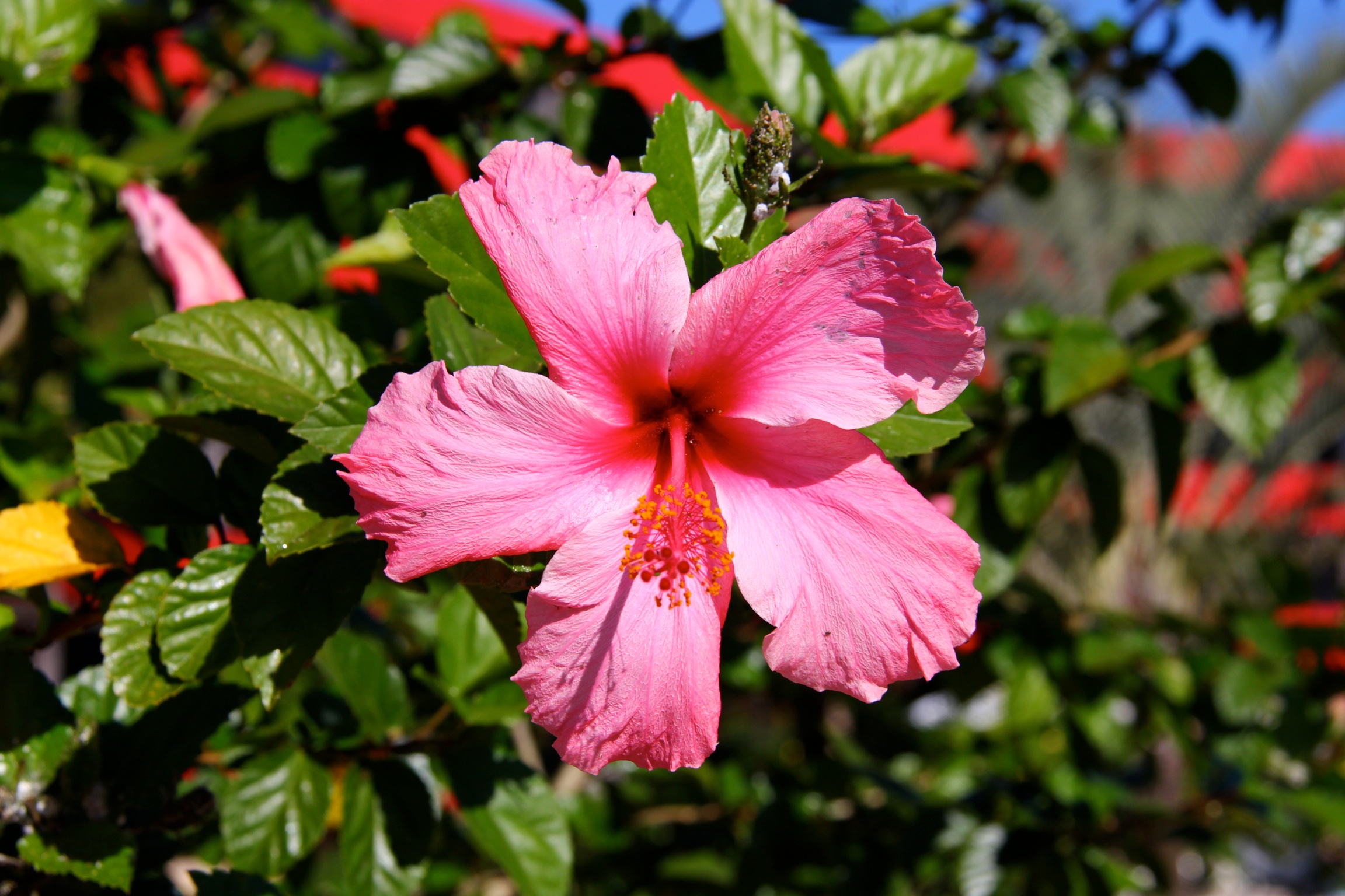 Free download high resolution image - free image free photo free stock image public domain picture -Flower