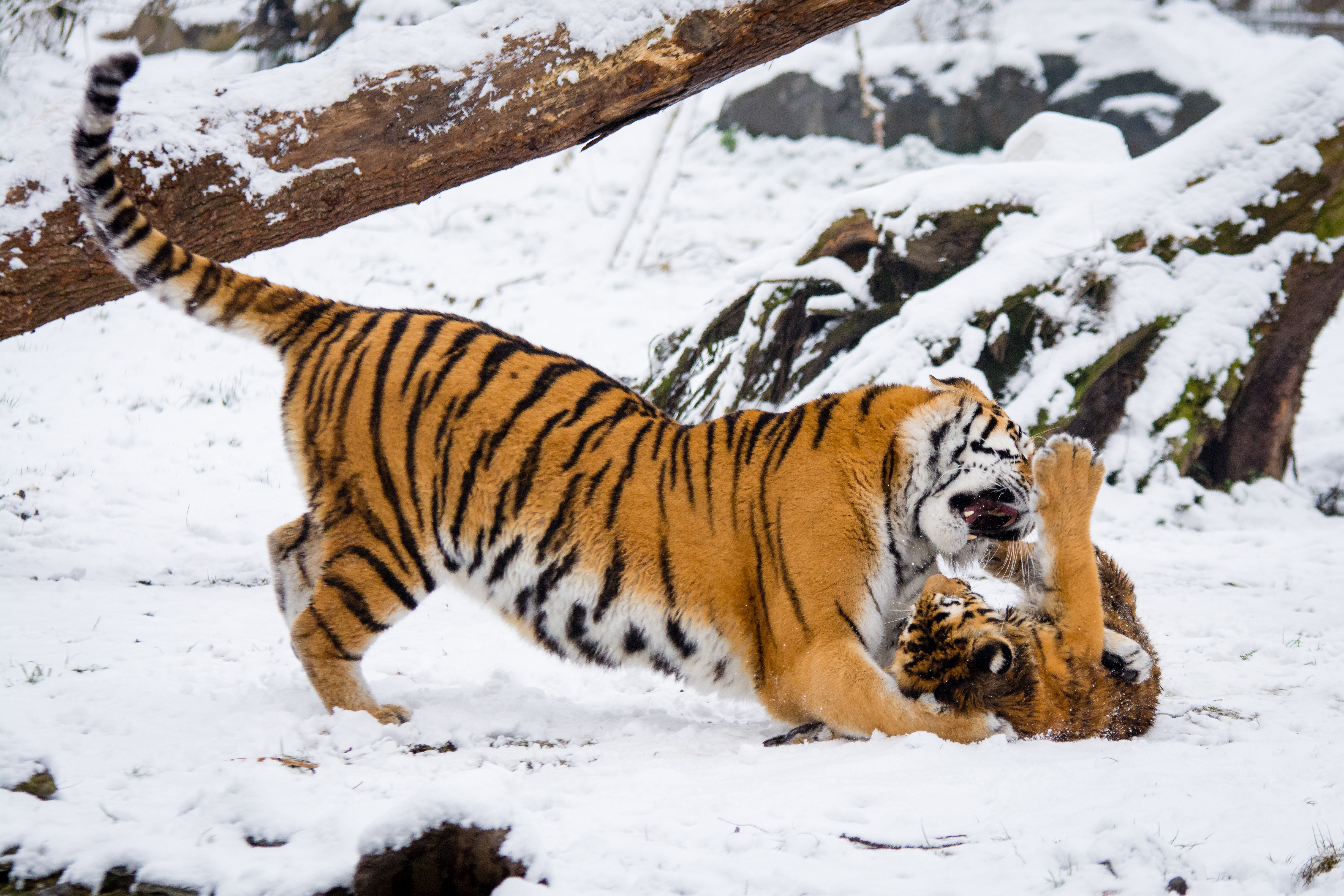 Free download high resolution image - free image free photo free stock image public domain picture -Siberian Tigers