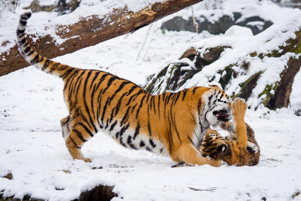 Free download high resolution image - free image free photo free stock image public domain picture  Siberian Tigers