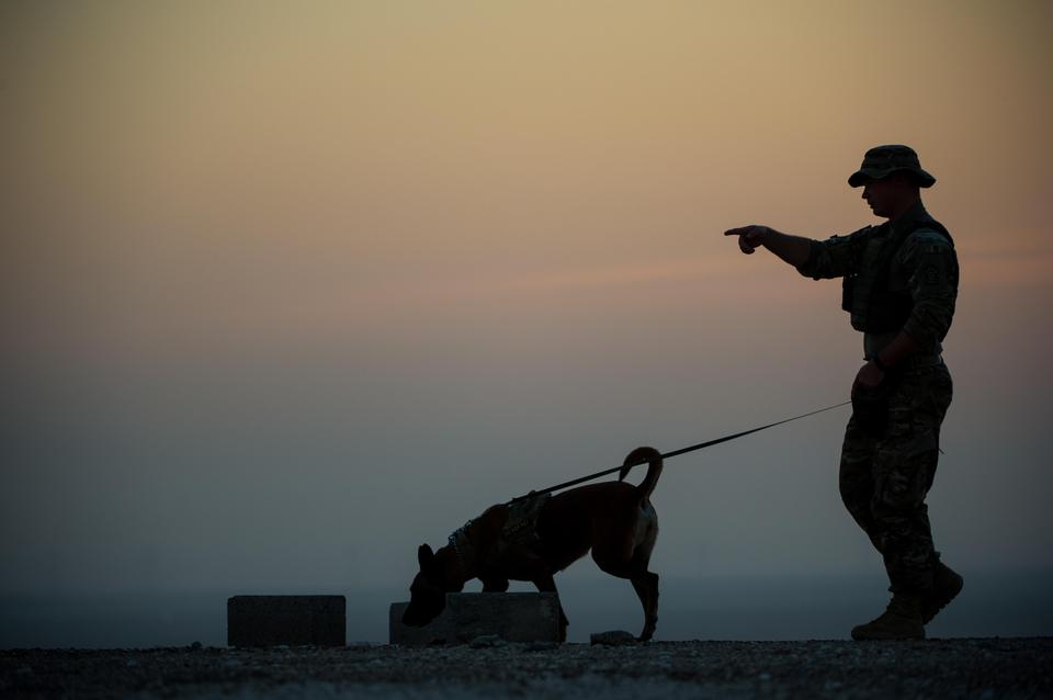 Free download high resolution image - free image free photo free stock image public domain picture  Military Working Dogs