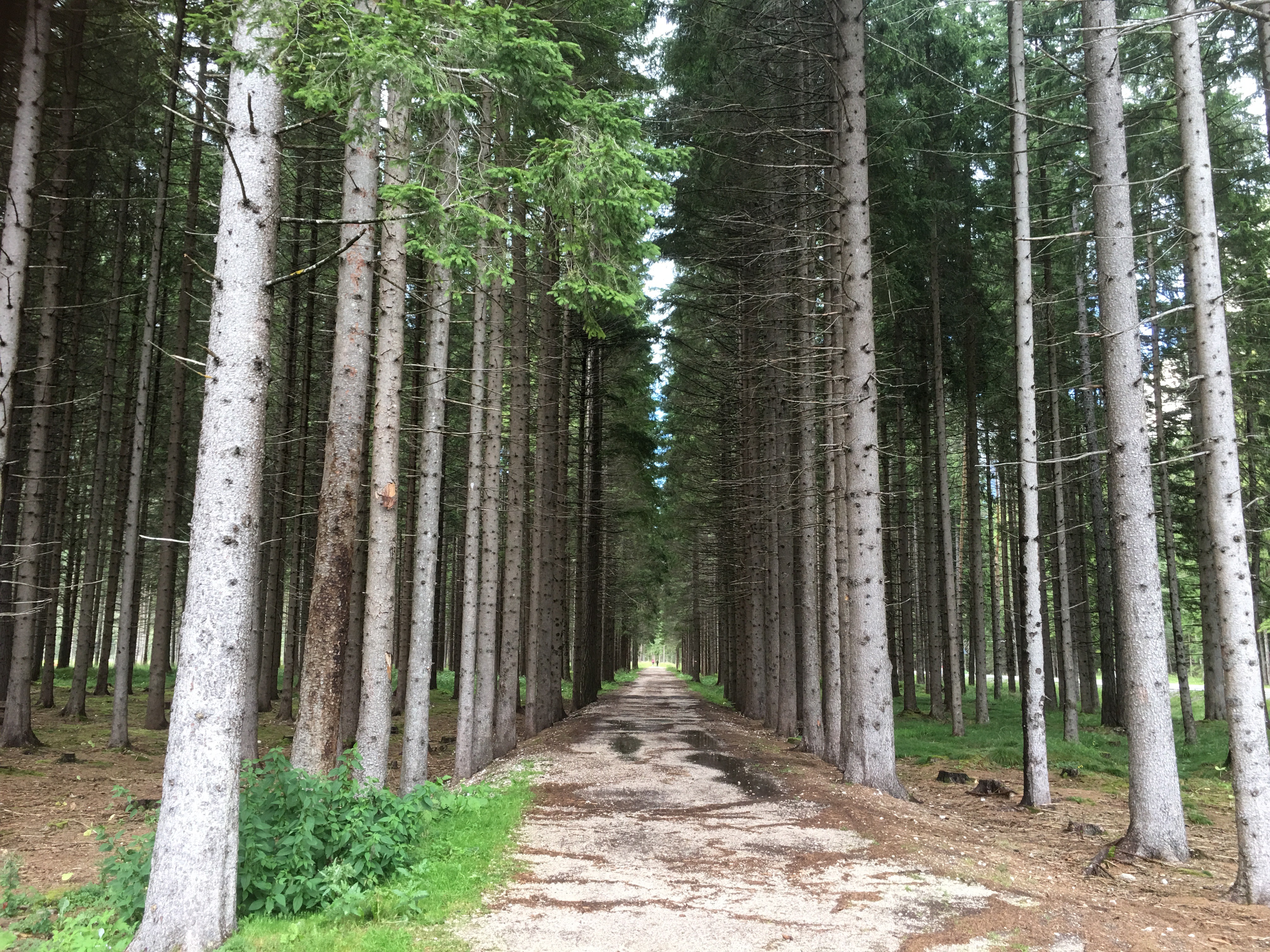 Free download high resolution image - free image free photo free stock image public domain picture -dolomites mountain italy valley forest south tyrol