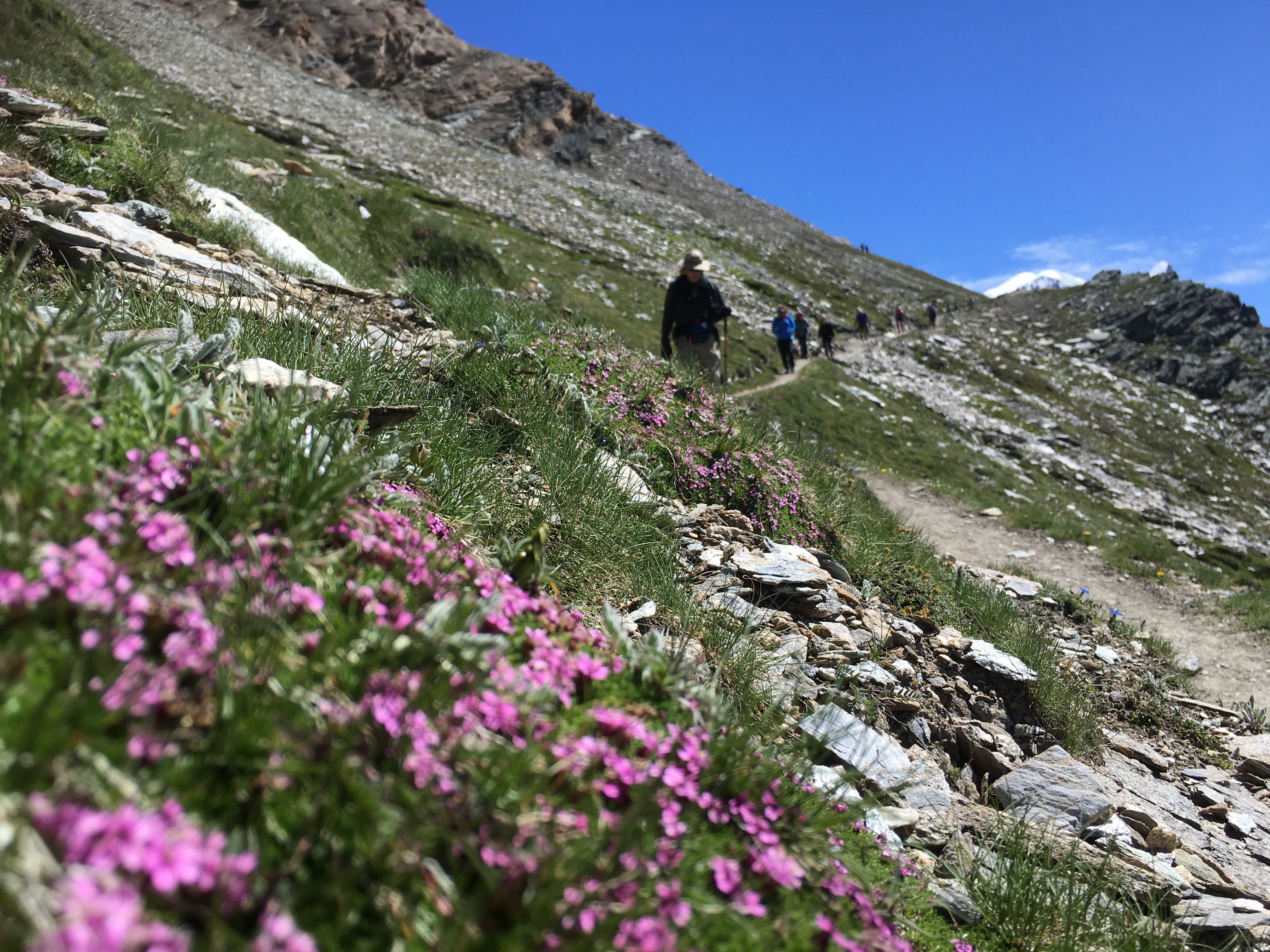 Free download high resolution image - free image free photo free stock image public domain picture -hikers team in the mountains. Matterhorn. Swiss Alps