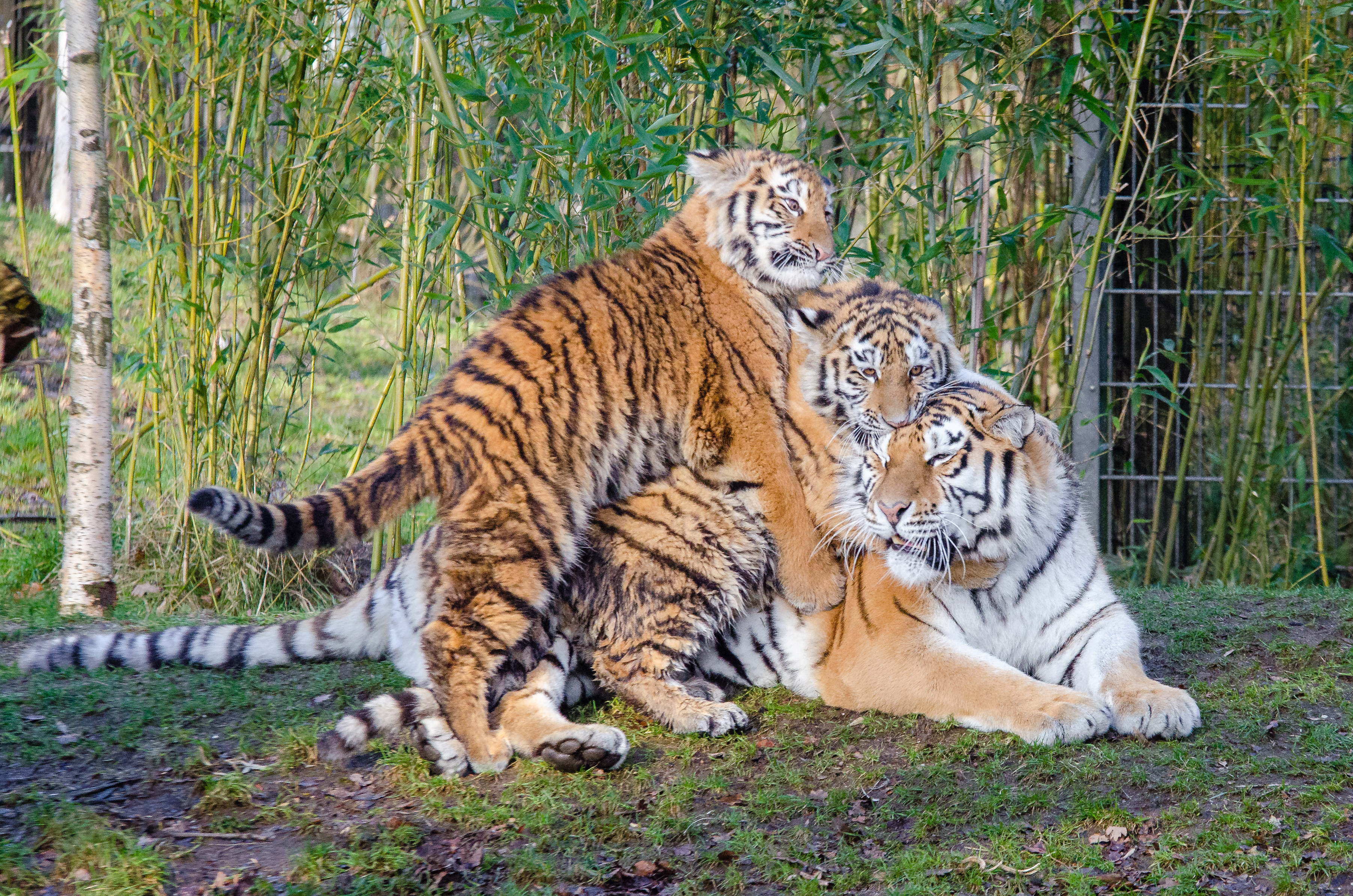 Free download high resolution image - free image free photo free stock image public domain picture -Three tigers in the nursery