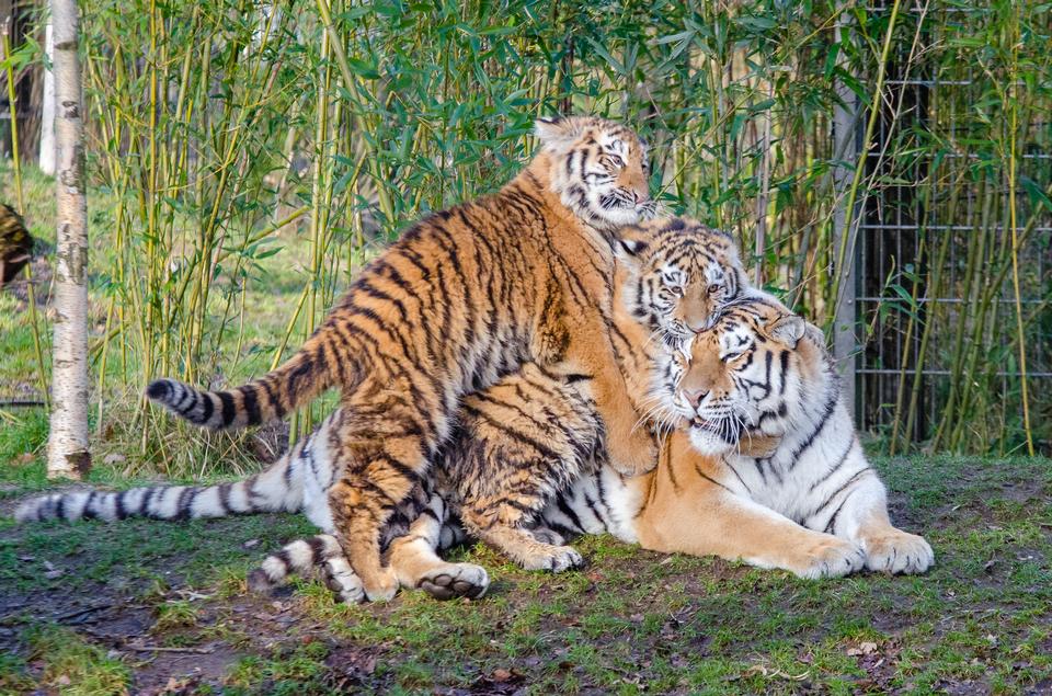 Free download high resolution image - free image free photo free stock image public domain picture  Three tigers in the nursery