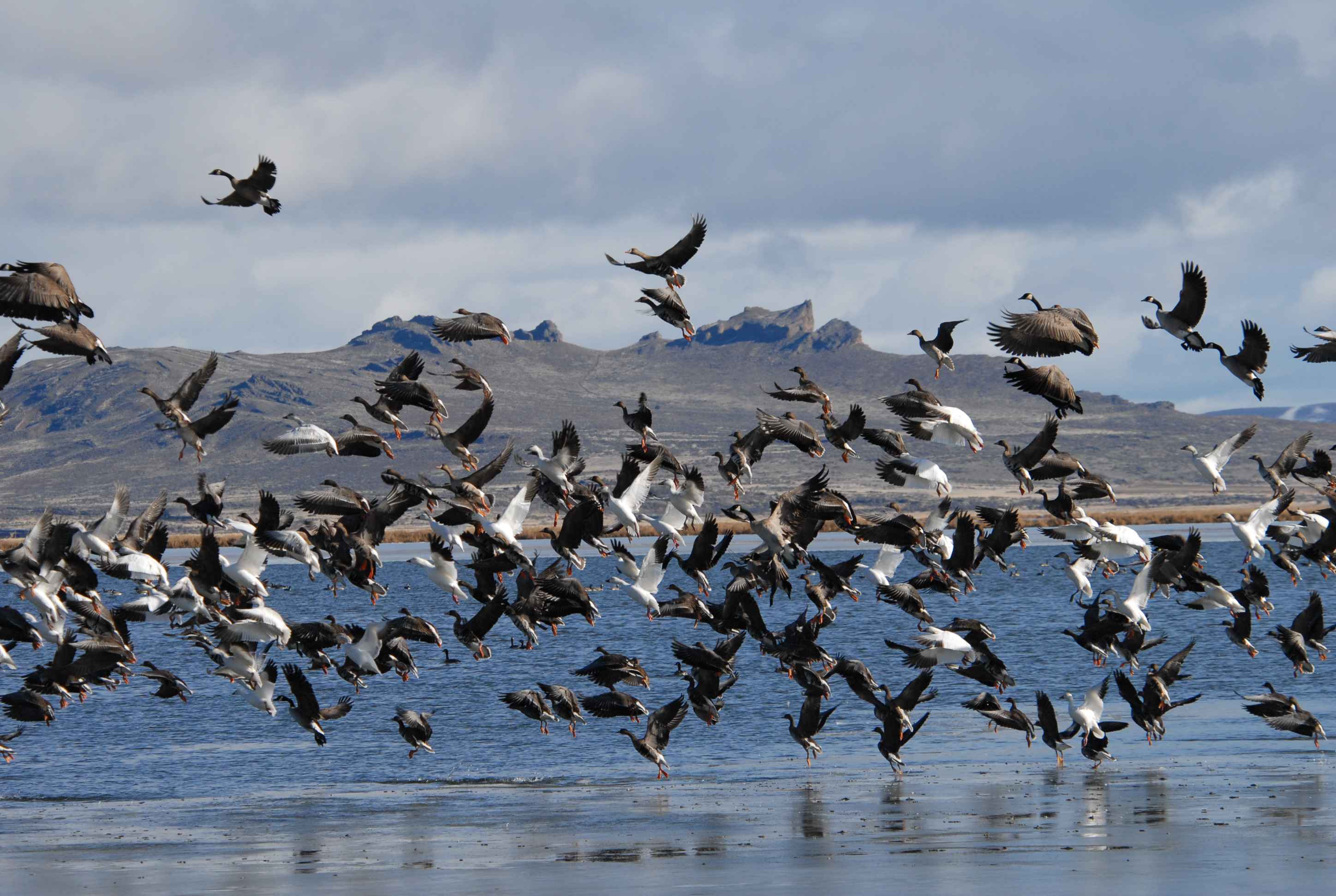 Free download high resolution image - free image free photo free stock image public domain picture -a flock of flying birds