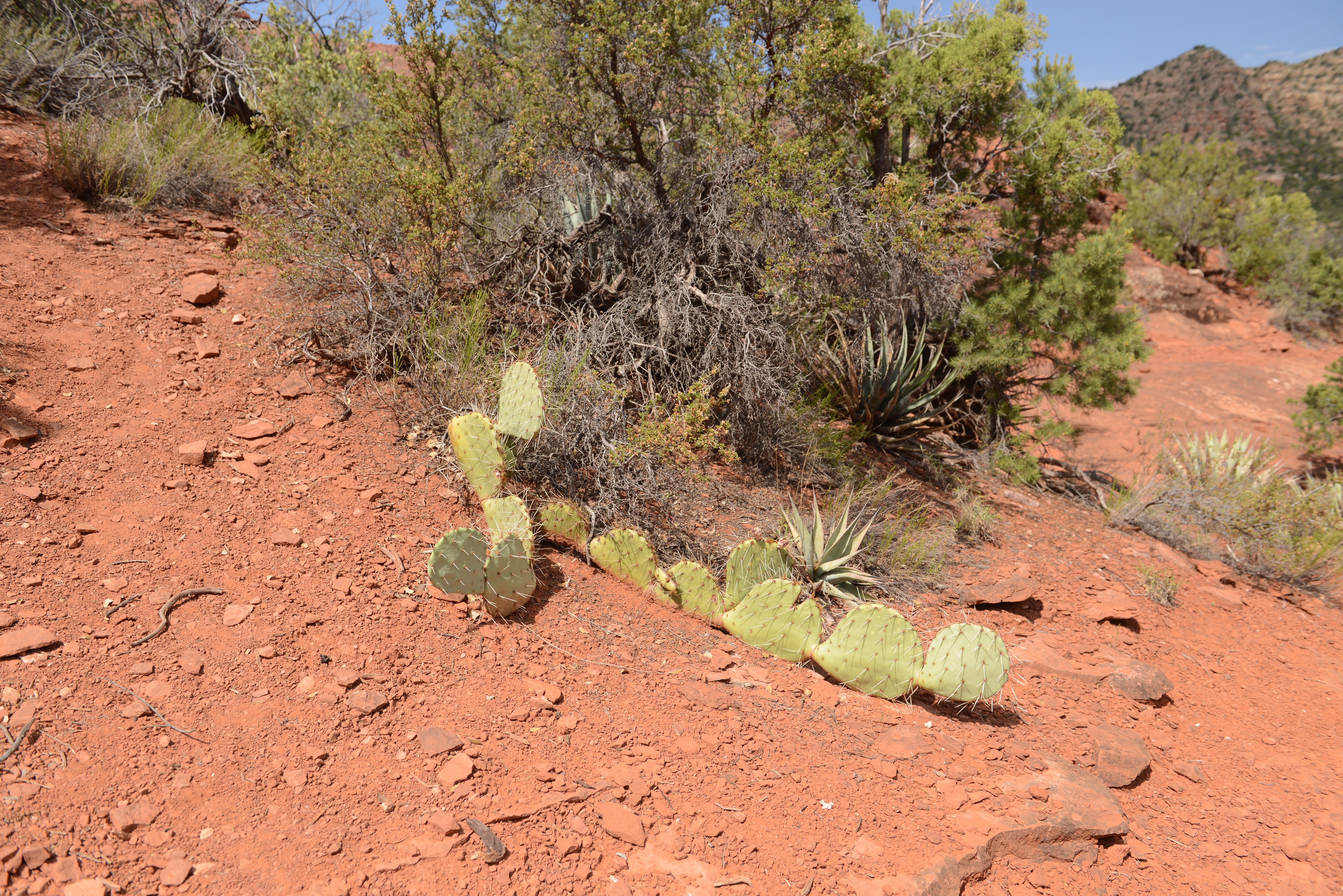 Free download high resolution image - free image free photo free stock image public domain picture -Sedona area landscape with red sandstone cliffs and cacti