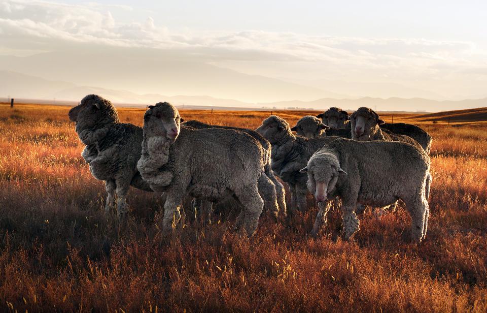 Free download high resolution image - free image free photo free stock image public domain picture  new zealand merino sheep in farm