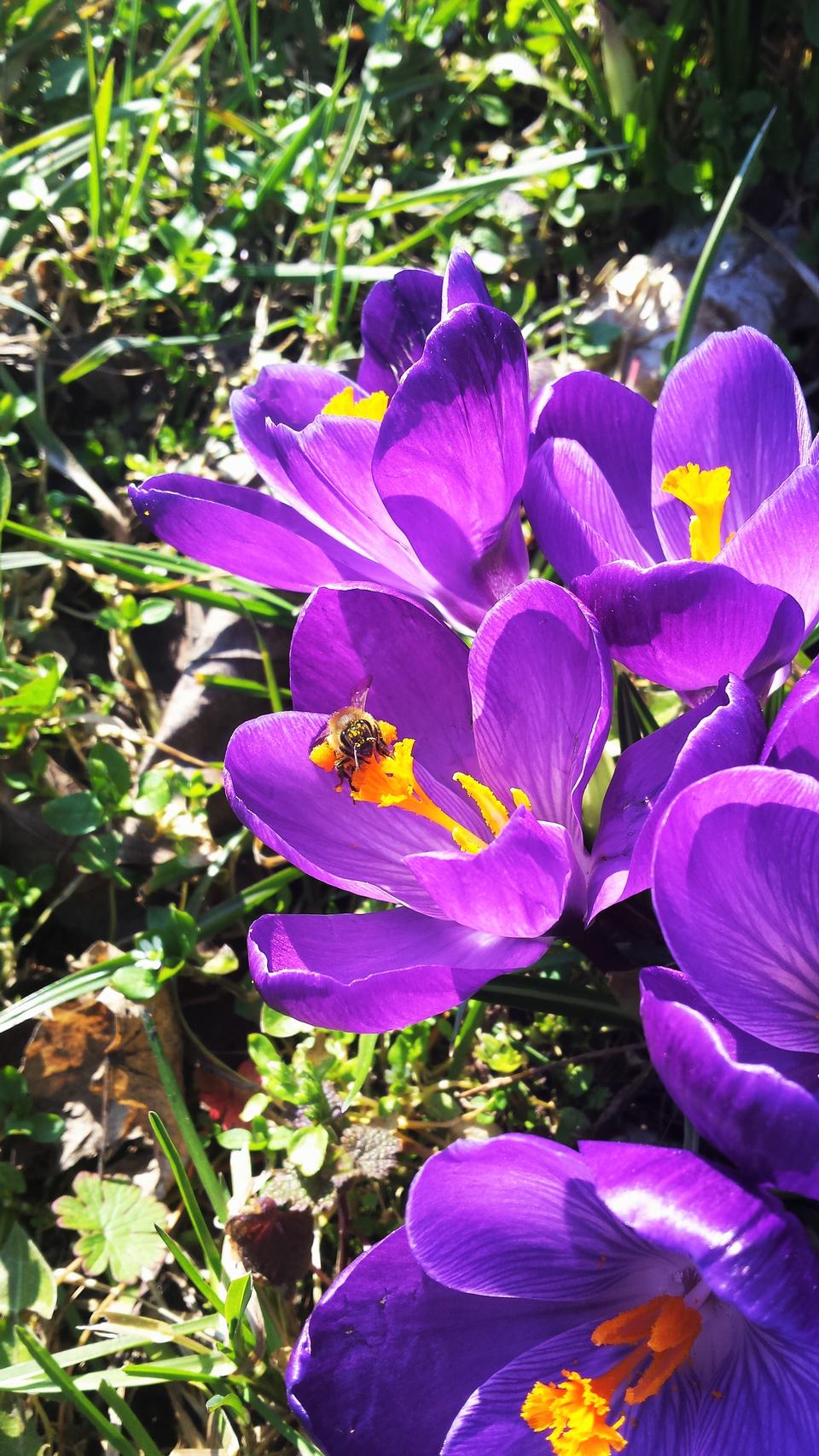 Free download high resolution image - free image free photo free stock image public domain picture  Bumble Bee on First Spring Flowers