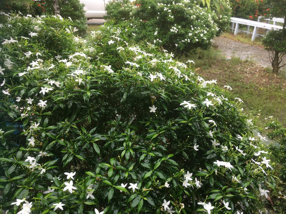 Free download high resolution image - free image free photo free stock image public domain picture  White flowers Phuket