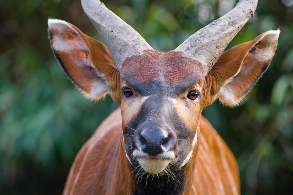 Free download high resolution image - free image free photo free stock image public domain picture  Eastern bongo