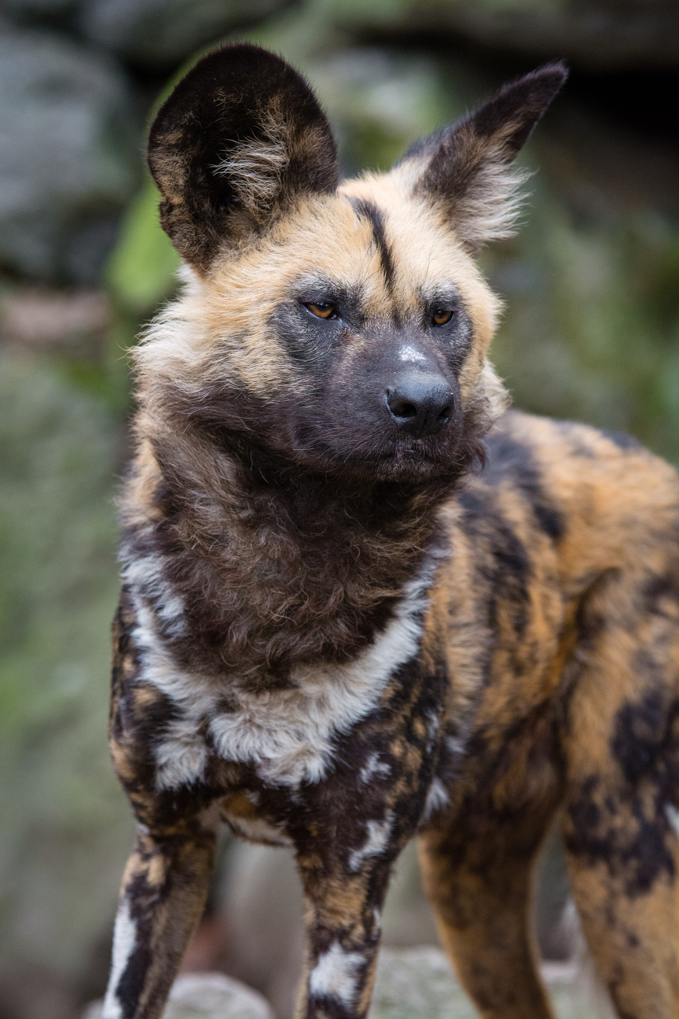 Free download high resolution image - free image free photo free stock image public domain picture -African wild dog