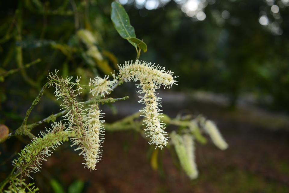 Free download high resolution image - free image free photo free stock image public domain picture  Bush with blooming flowers and volcanic landscape