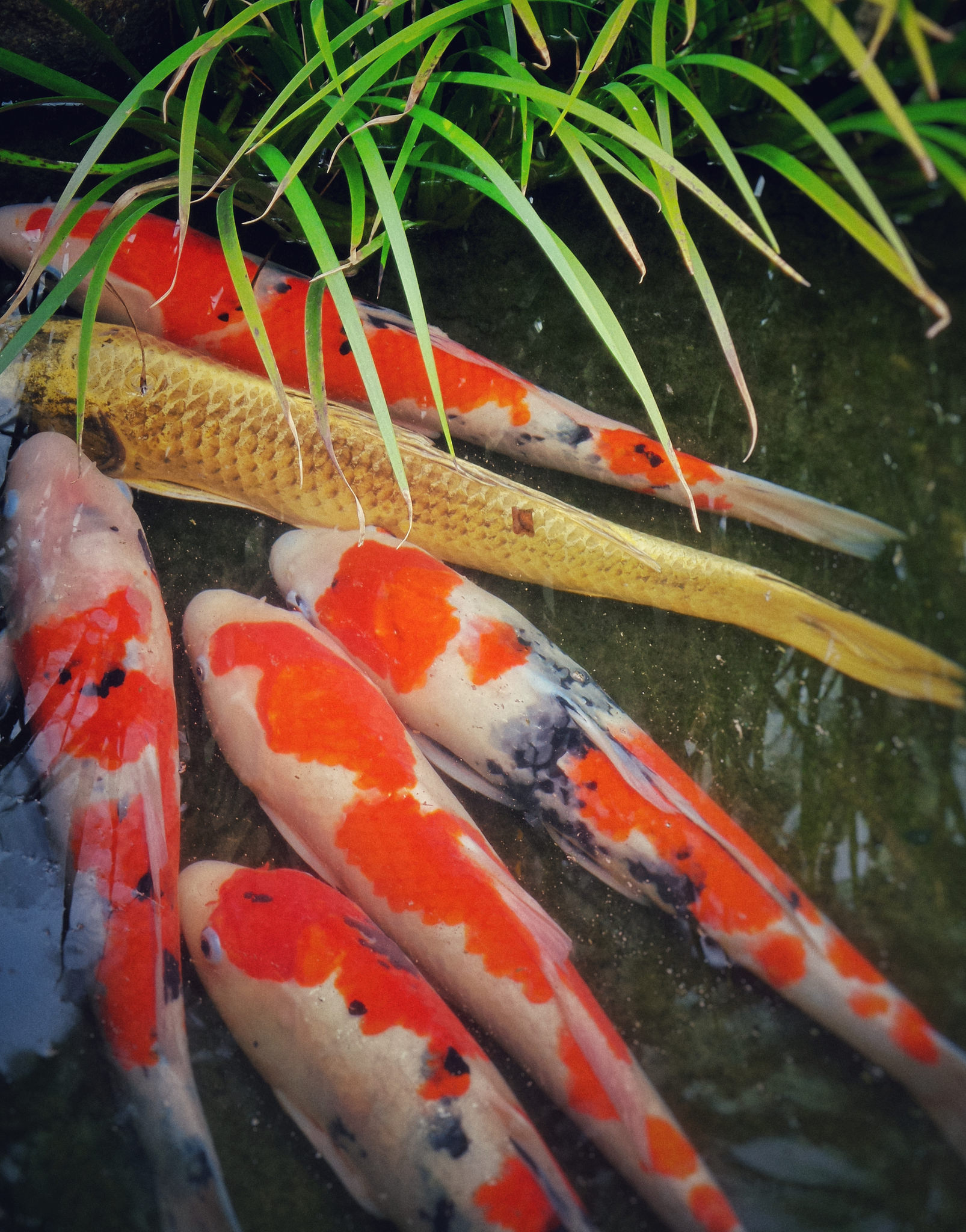 Free download high resolution image - free image free photo free stock image public domain picture -Japanese garden pond with koi carp fish