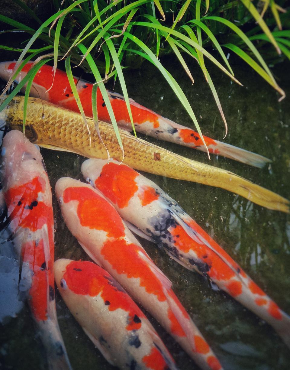 Free download high resolution image - free image free photo free stock image public domain picture  Japanese garden pond with koi carp fish