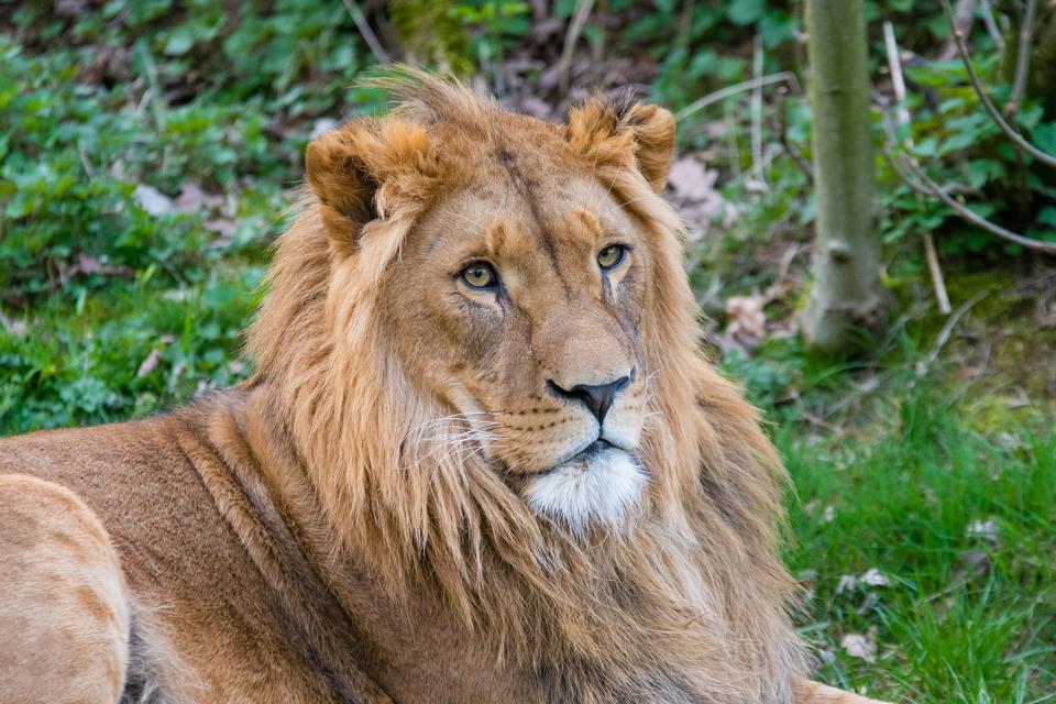 Free download high resolution image - free image free photo free stock image public domain picture  African Lion in Savanna