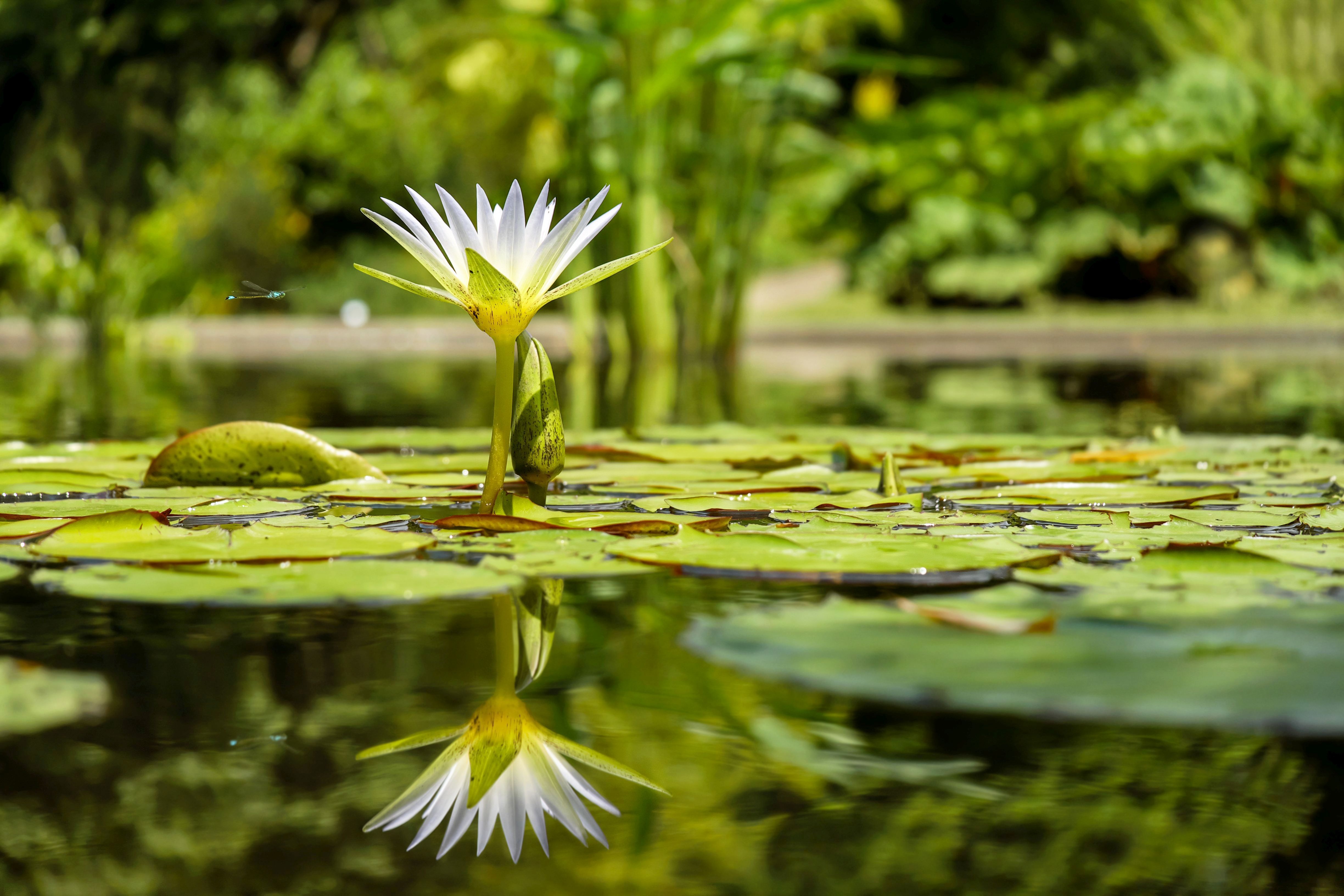 Free download high resolution image - free image free photo free stock image public domain picture -white water lilly in pond