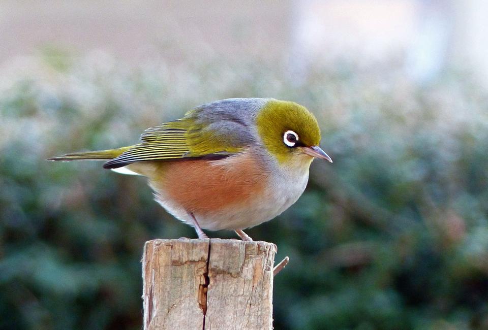 Free download high resolution image - free image free photo free stock image public domain picture  Silvereye Zosterops lateralis Australian Native bird