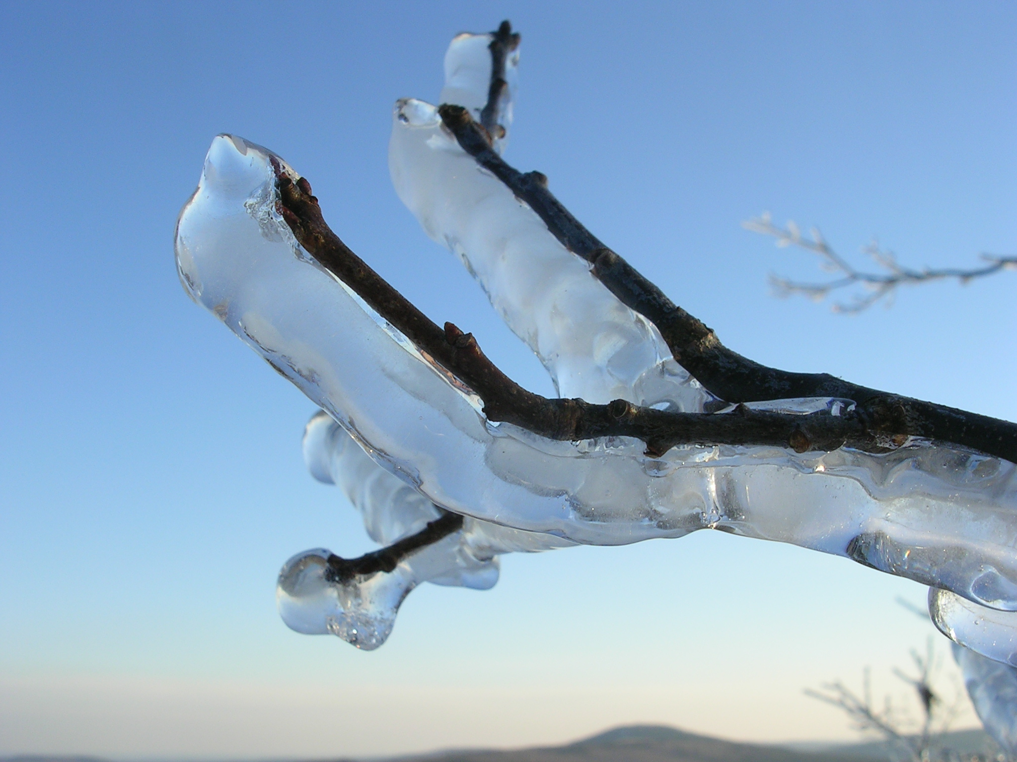 Free download high resolution image - free image free photo free stock image public domain picture -A buildup of ice on a branch after an ice storm