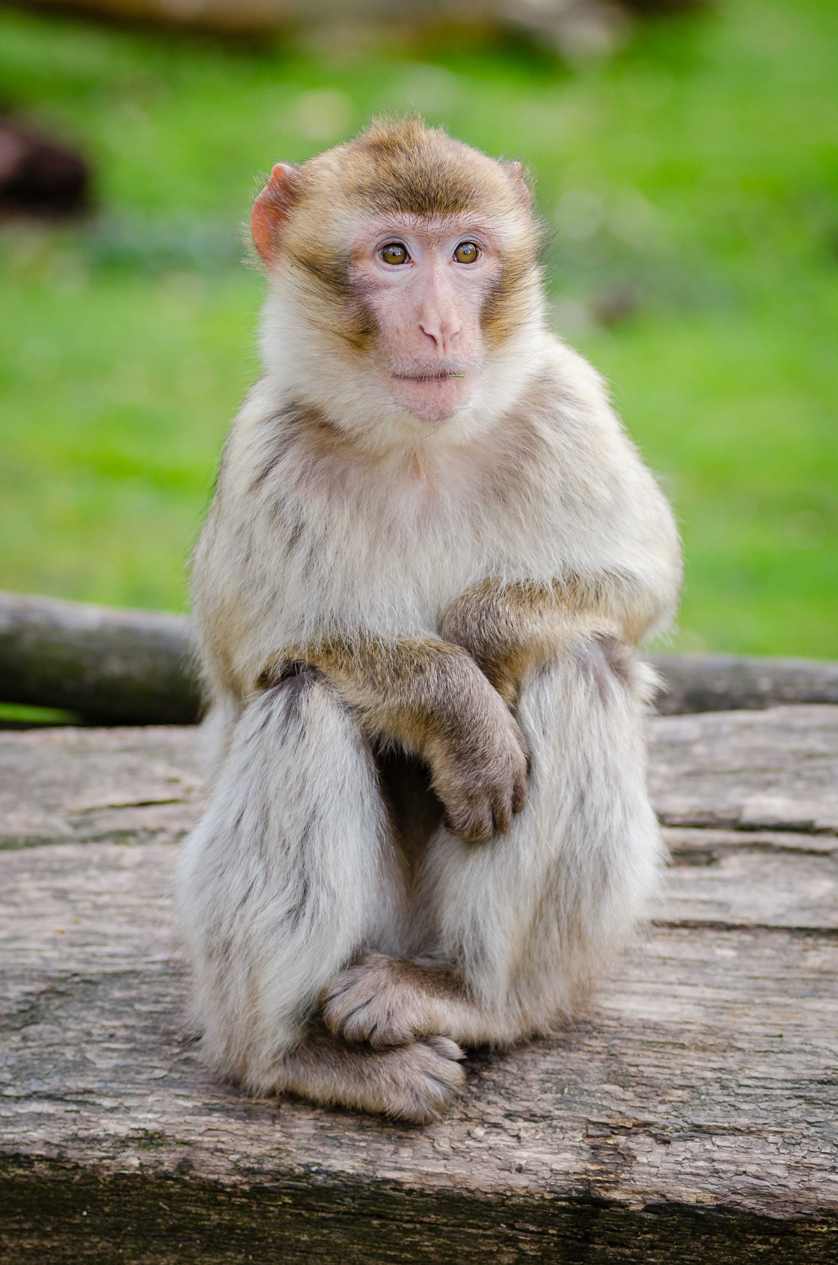 Free download high resolution image - free image free photo free stock image public domain picture -Barbary ape on the rock