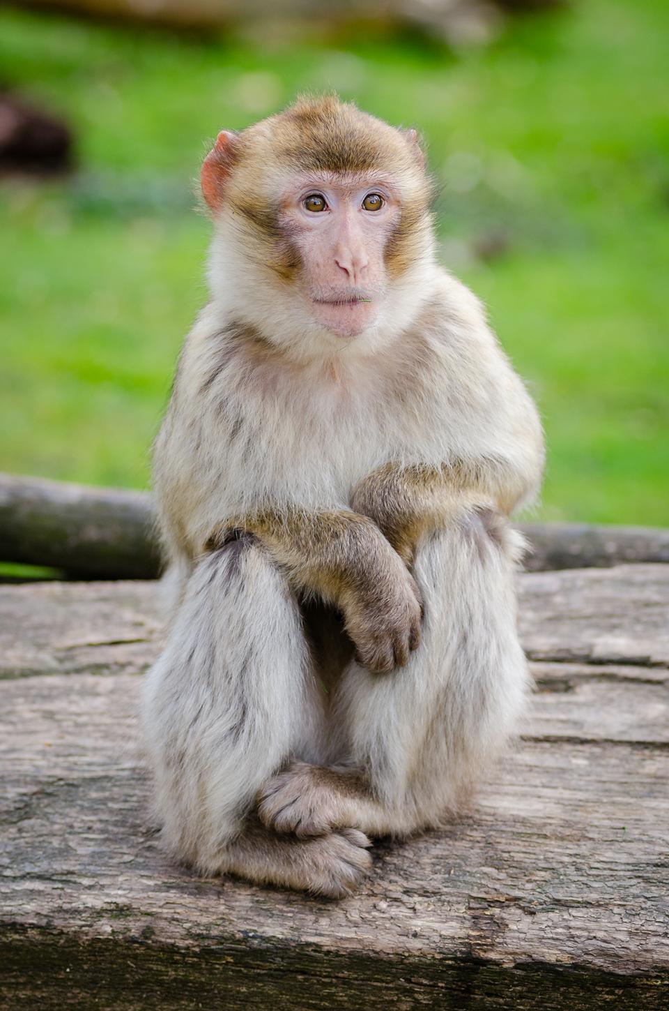 Free download high resolution image - free image free photo free stock image public domain picture  Barbary ape on the rock