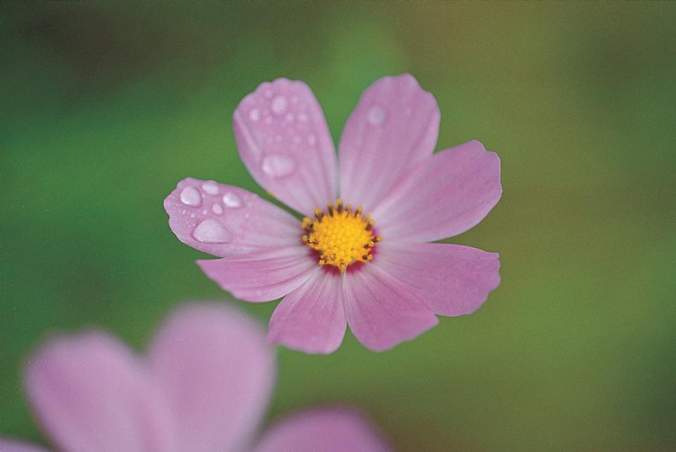 Free download high resolution image - free image free photo free stock image public domain picture  cosmos bloom beautifully to the morning light