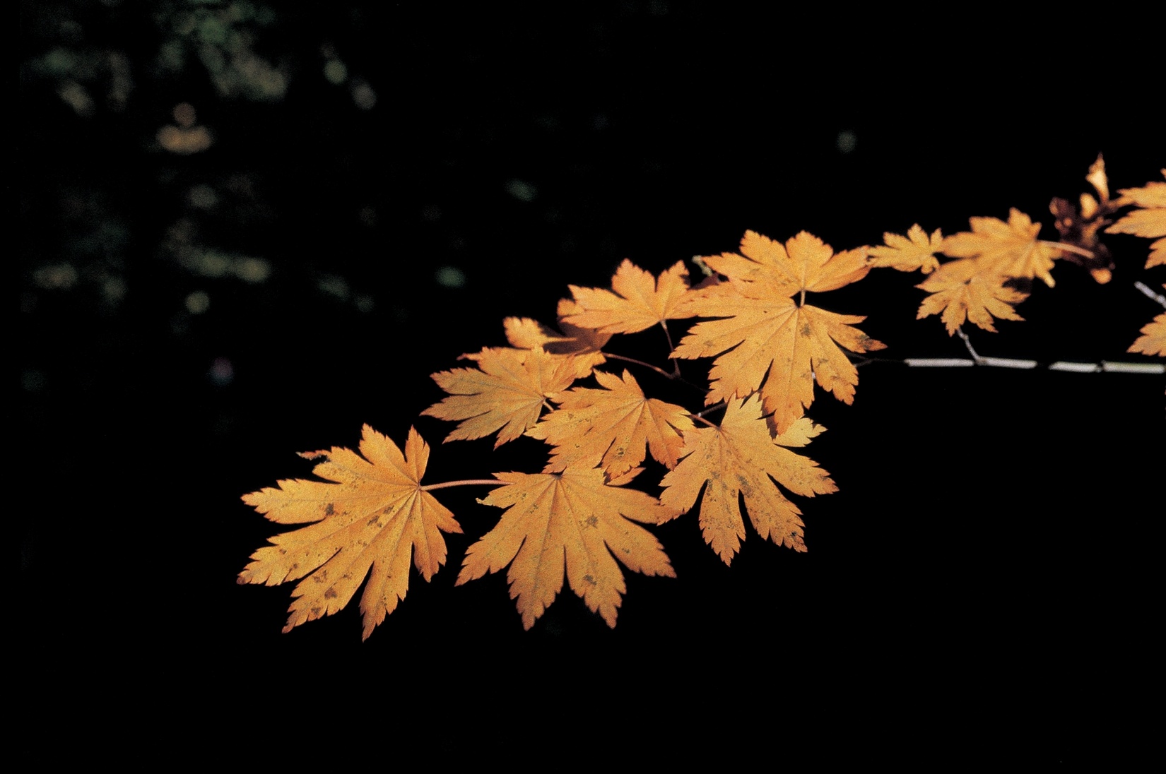 Free download high resolution image - free image free photo free stock image public domain picture -Red and Orange Autumn Leaves