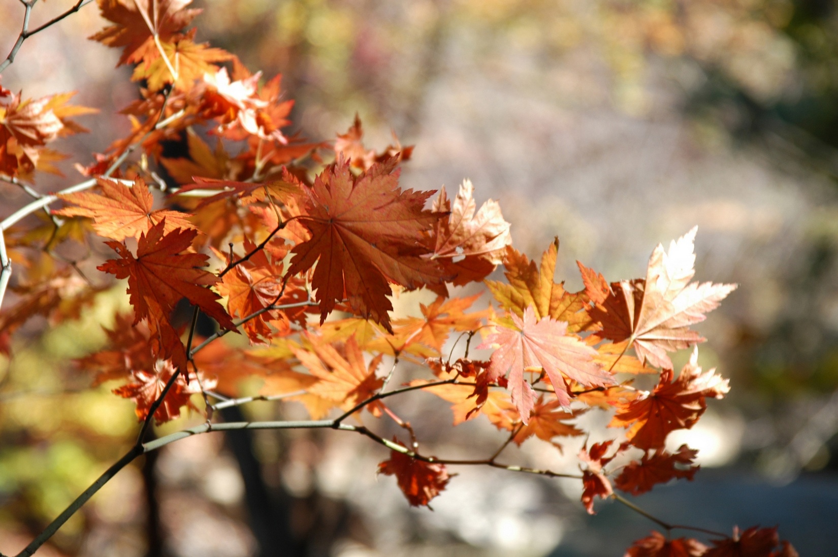 Free download high resolution image - free image free photo free stock image public domain picture -Red and Orange Autumn Leaves