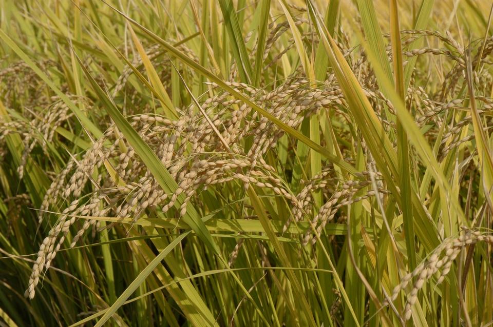 Free download high resolution image - free image free photo free stock image public domain picture  close up of yellow green rice field