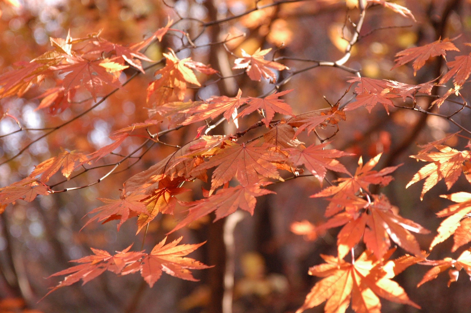 Free download high resolution image - free image free photo free stock image public domain picture -Red and Orange Autumn Leaves Background